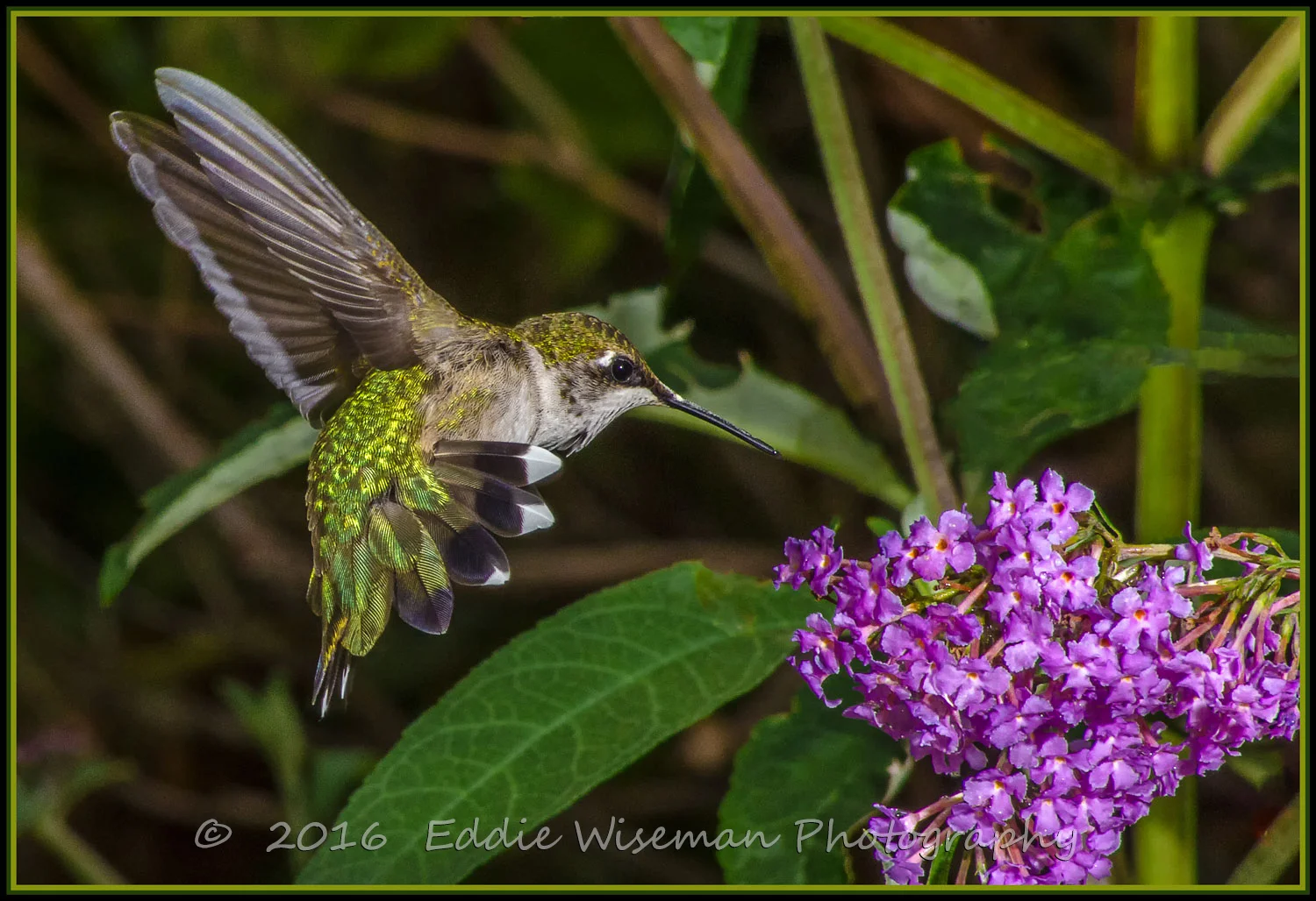 RUBYTHROAT HUMMINGBIRD "pursuing a meal" 2016,-Andover, MA