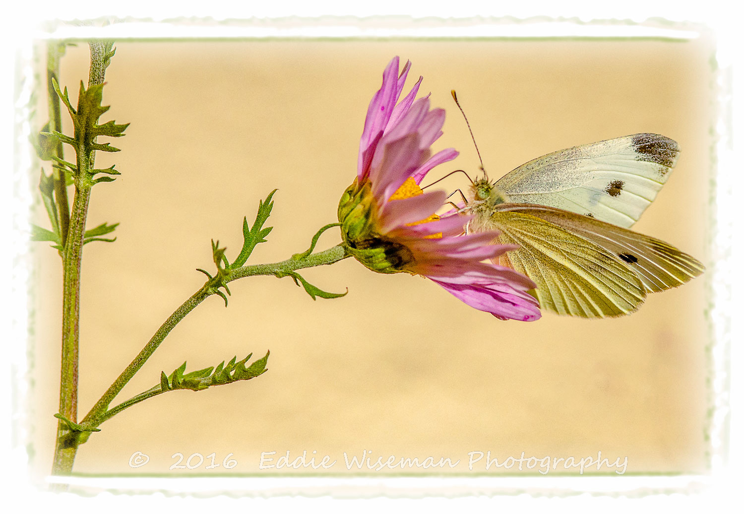 WHITE CABBAGE BUTTERFLY on Wilting Bloom.. 2016, Andover, MA