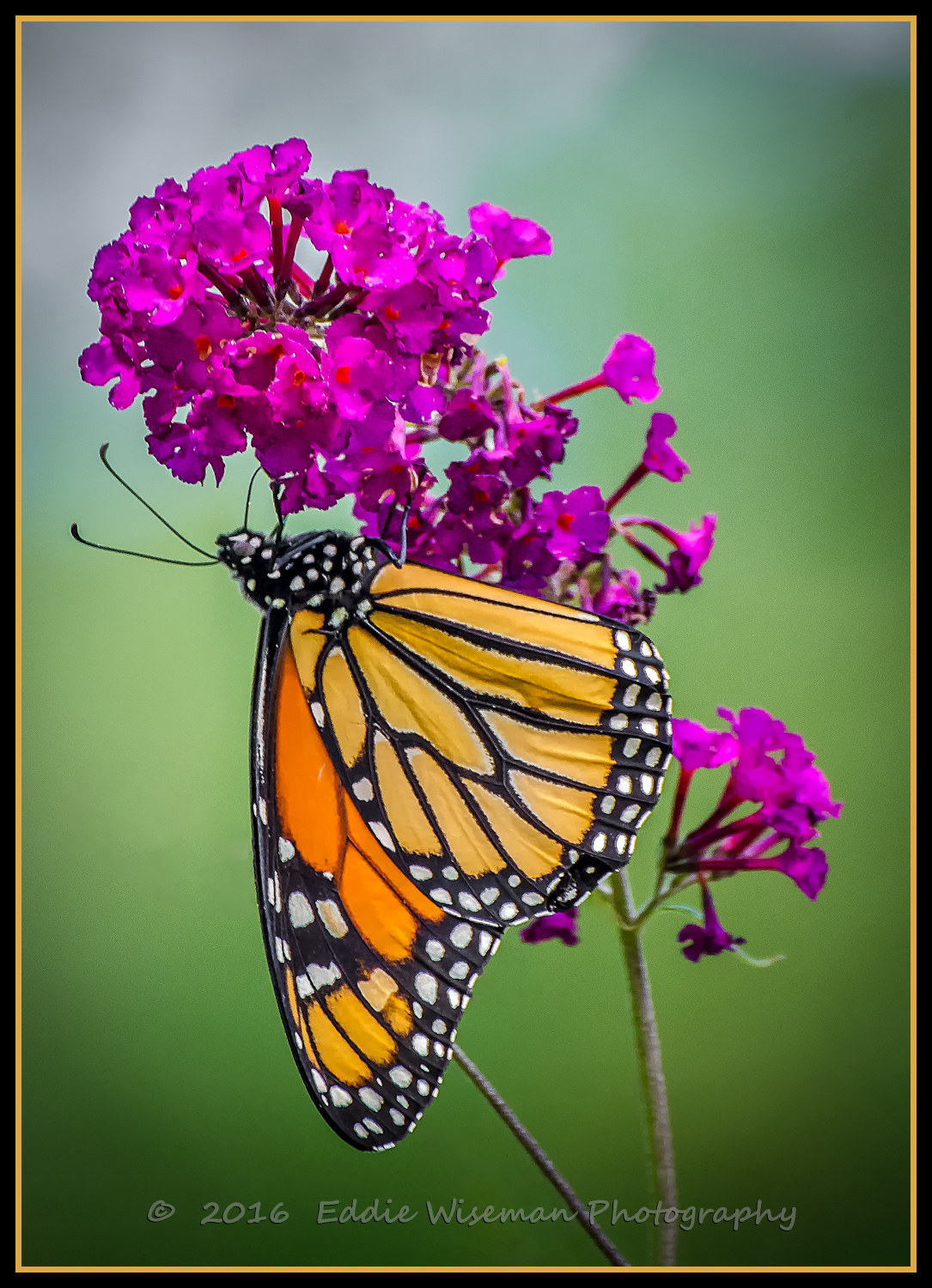 #2 MONARCH BUTTERFLY 2016, Andover, MA