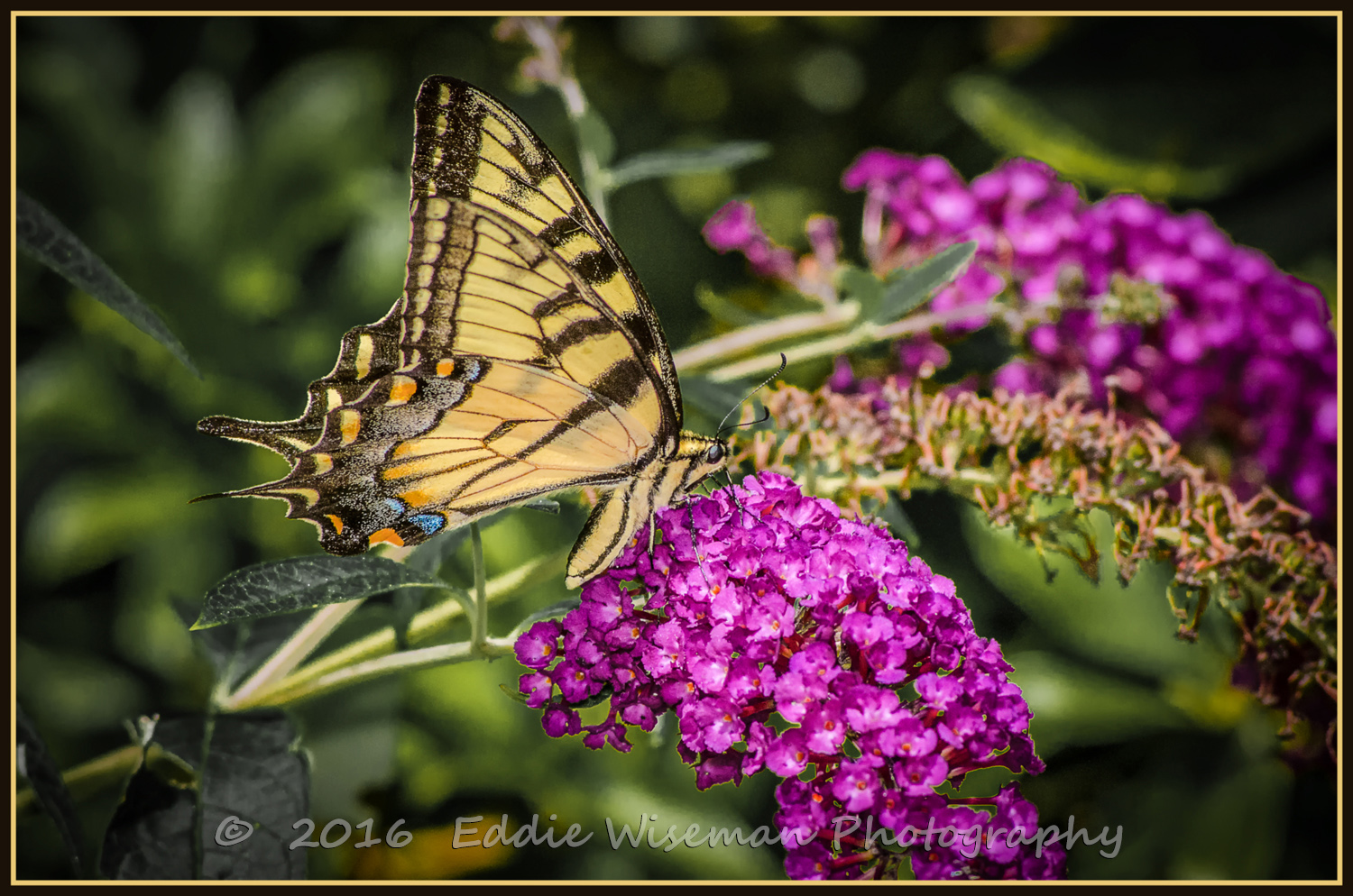YELLOW SWALLOWTAIL Butterfly #2, 2016, Andover, MA