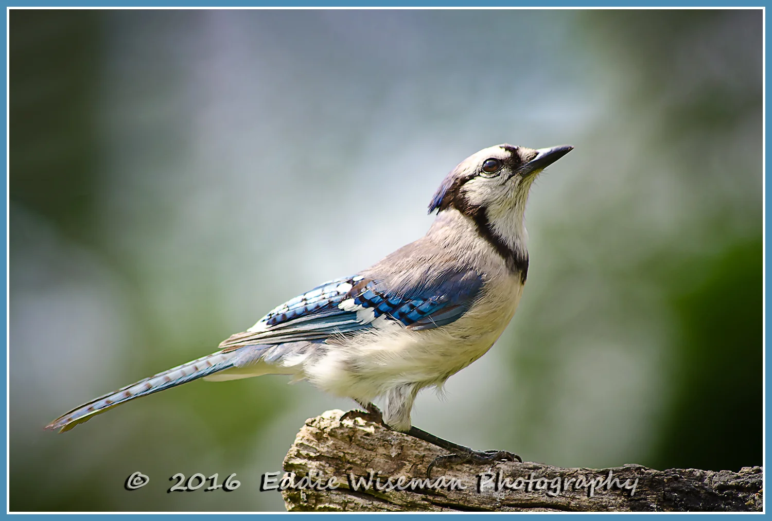 BLUEJAY 2016, Andover MA