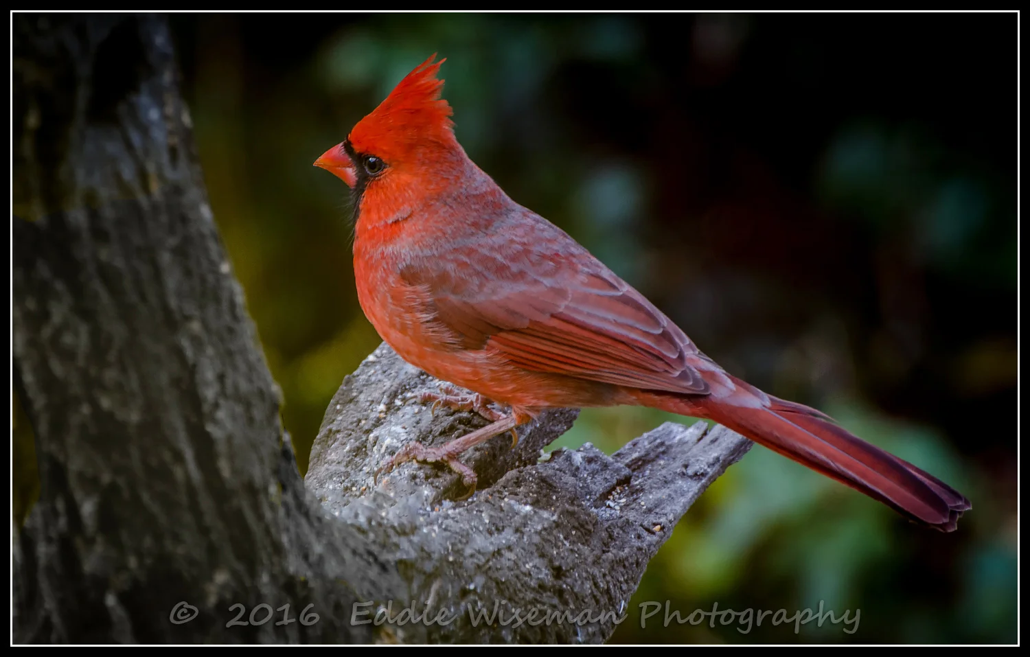 Male NORTHERN CARDINAL, Andover, MA 11/24/16