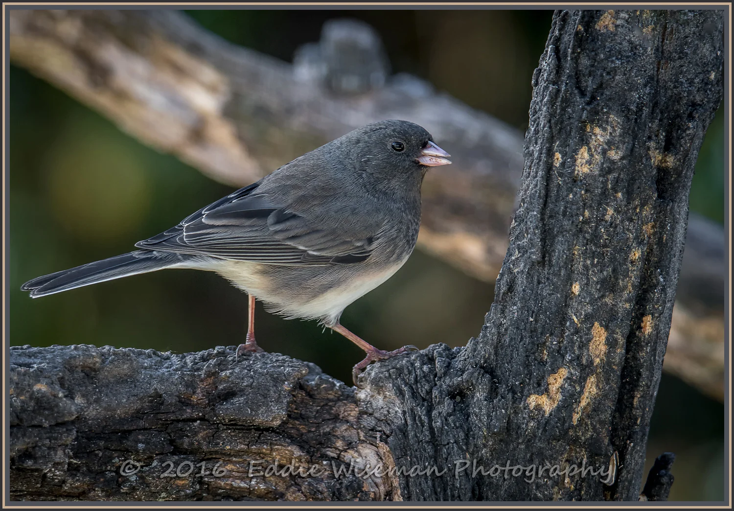 DARK-EYED JUNCO 2016, Andover, MA