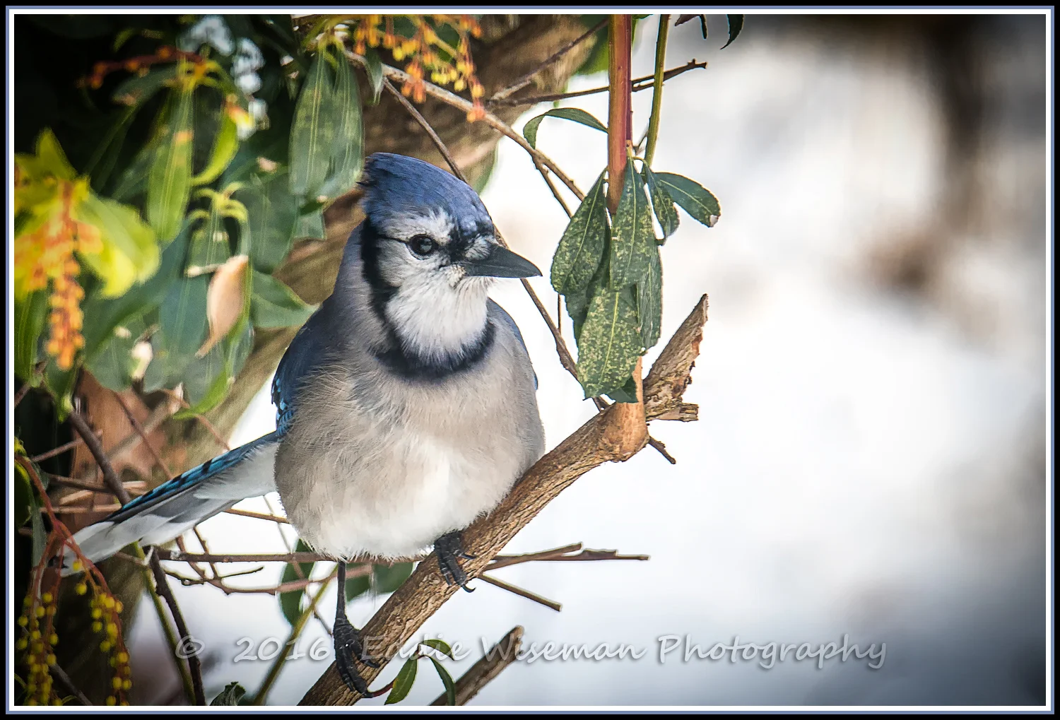 BLUE JAY 2016 Andover, MA