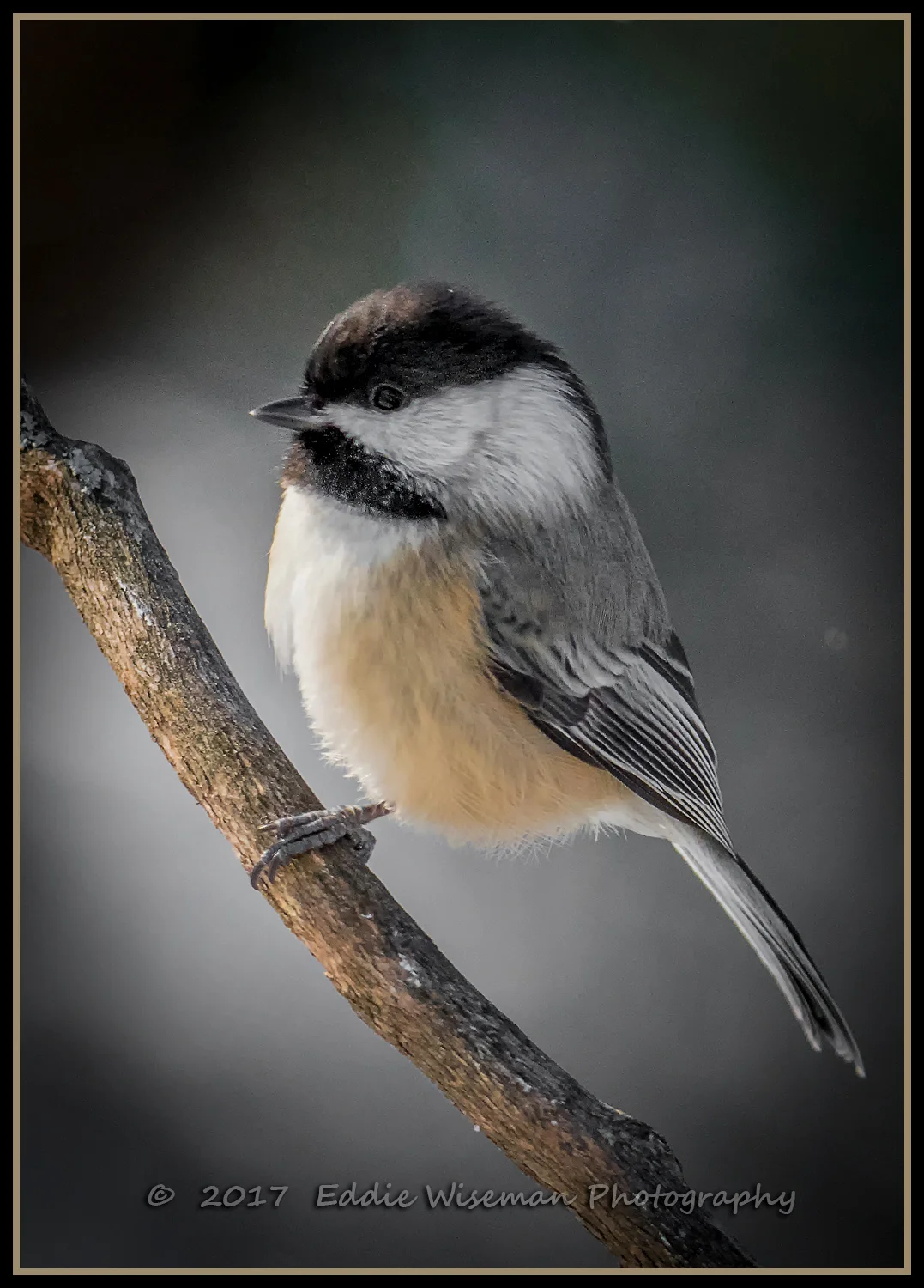 BLACK-CAPPED CHICKADEE 2017 Andover, MA
