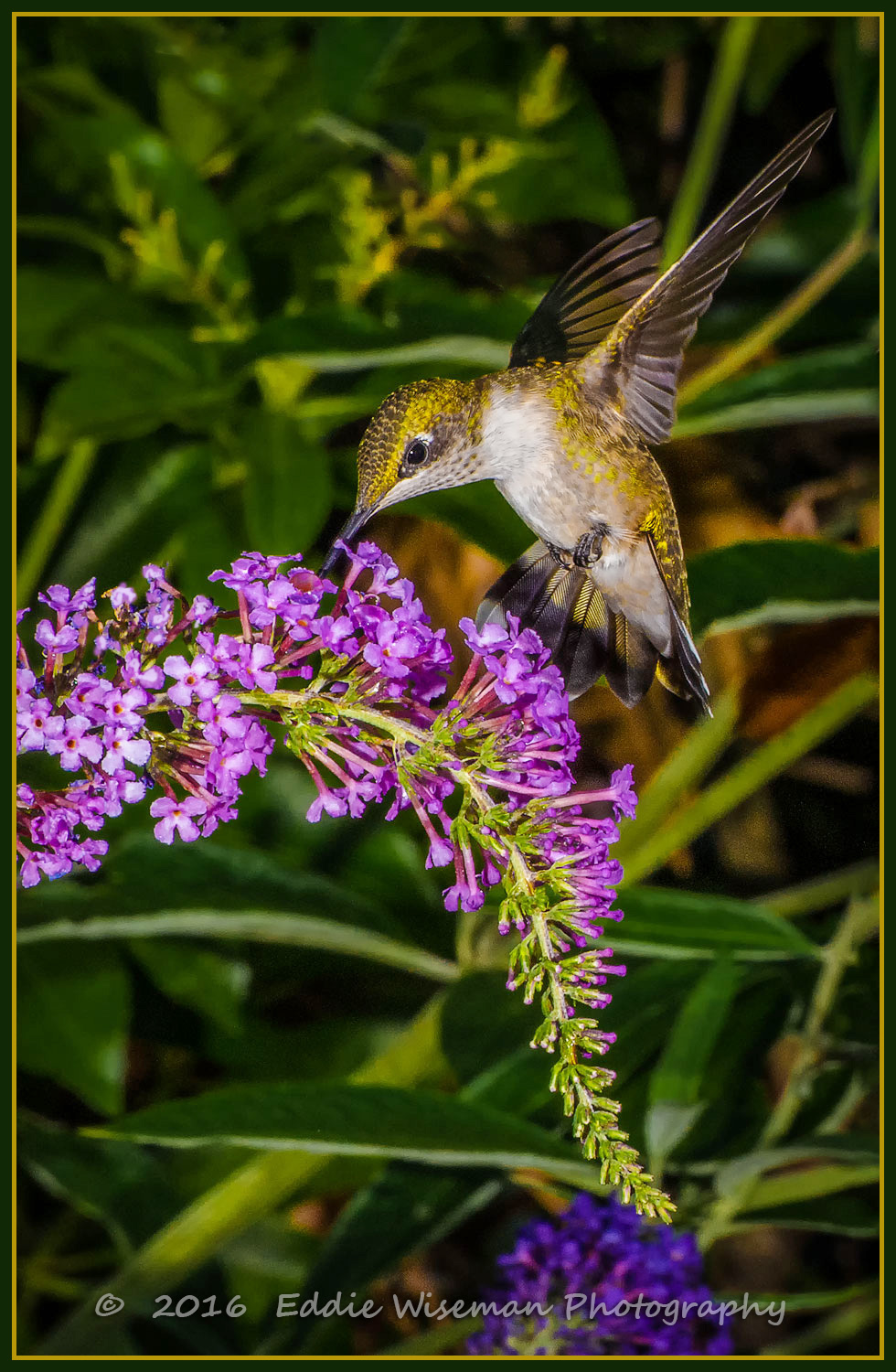 RUBYTHROAT HUMMINGBIRD (immature male ) 2016 Andover, MA