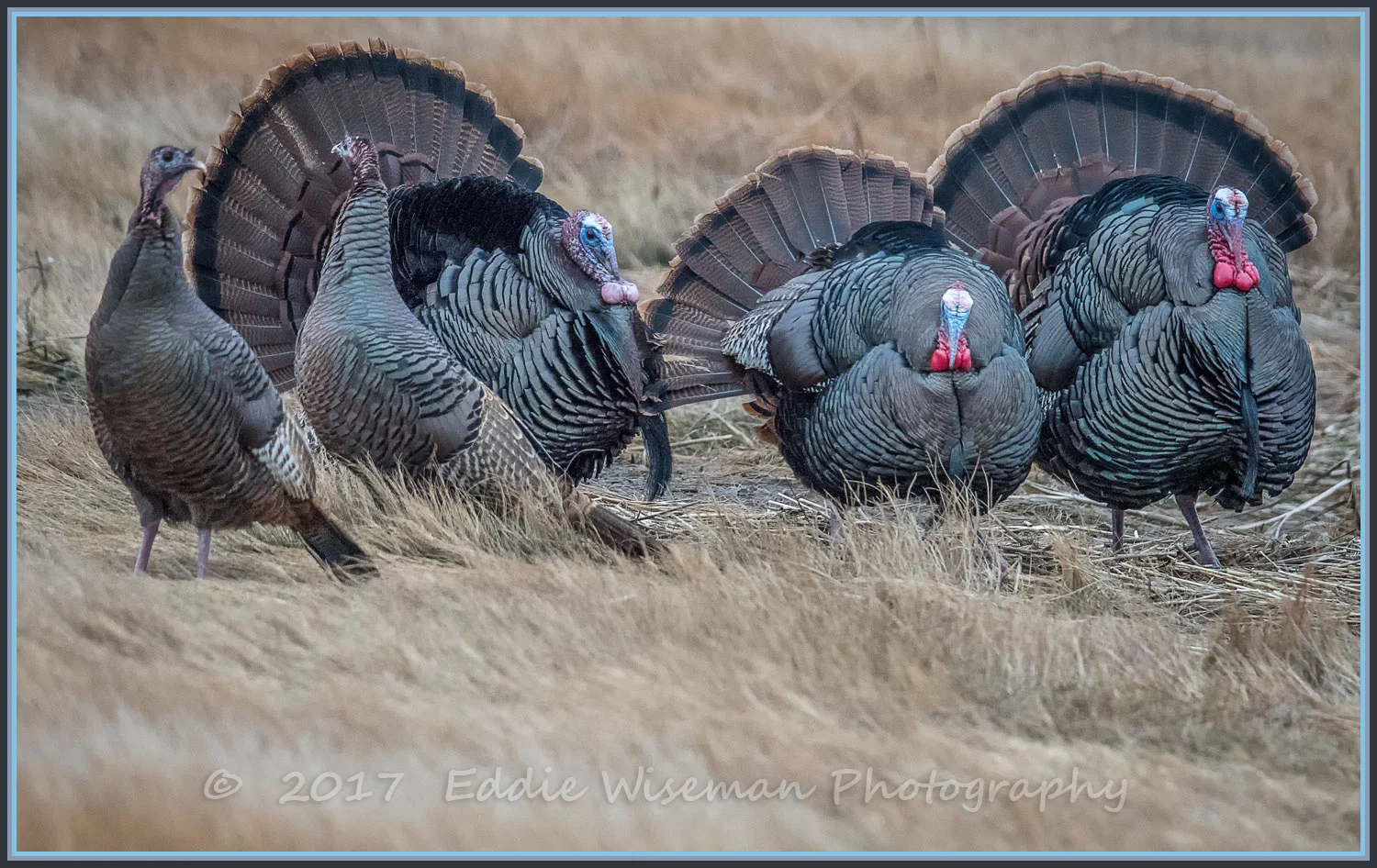 WILD TURKEYS-(3 males and 2 females) Plum island MA. 2017