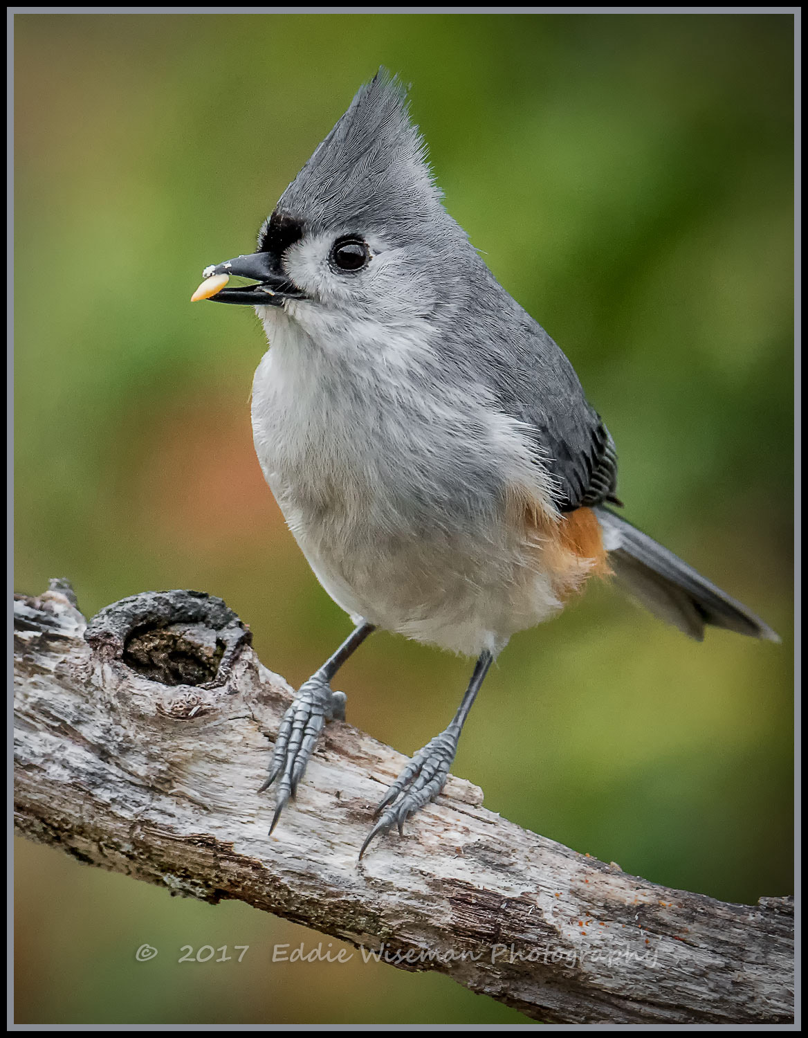 TUFTED TITMOUSE (with seed) Andover, MA 2017