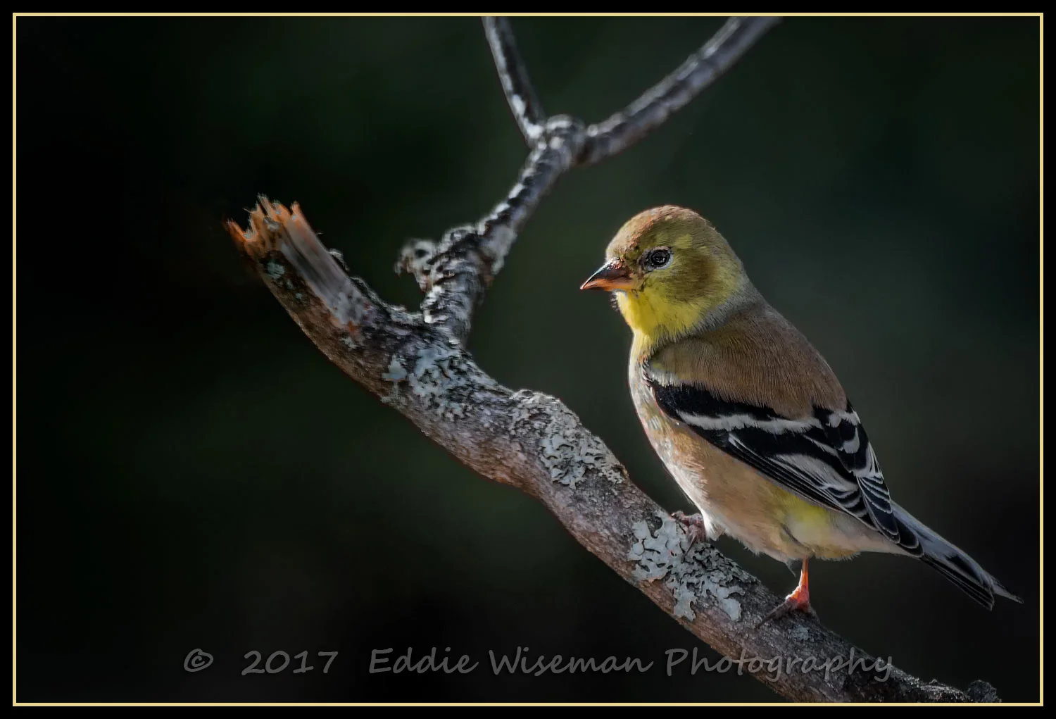 AMERICAN GOLDFINCH Andover, MA 2017