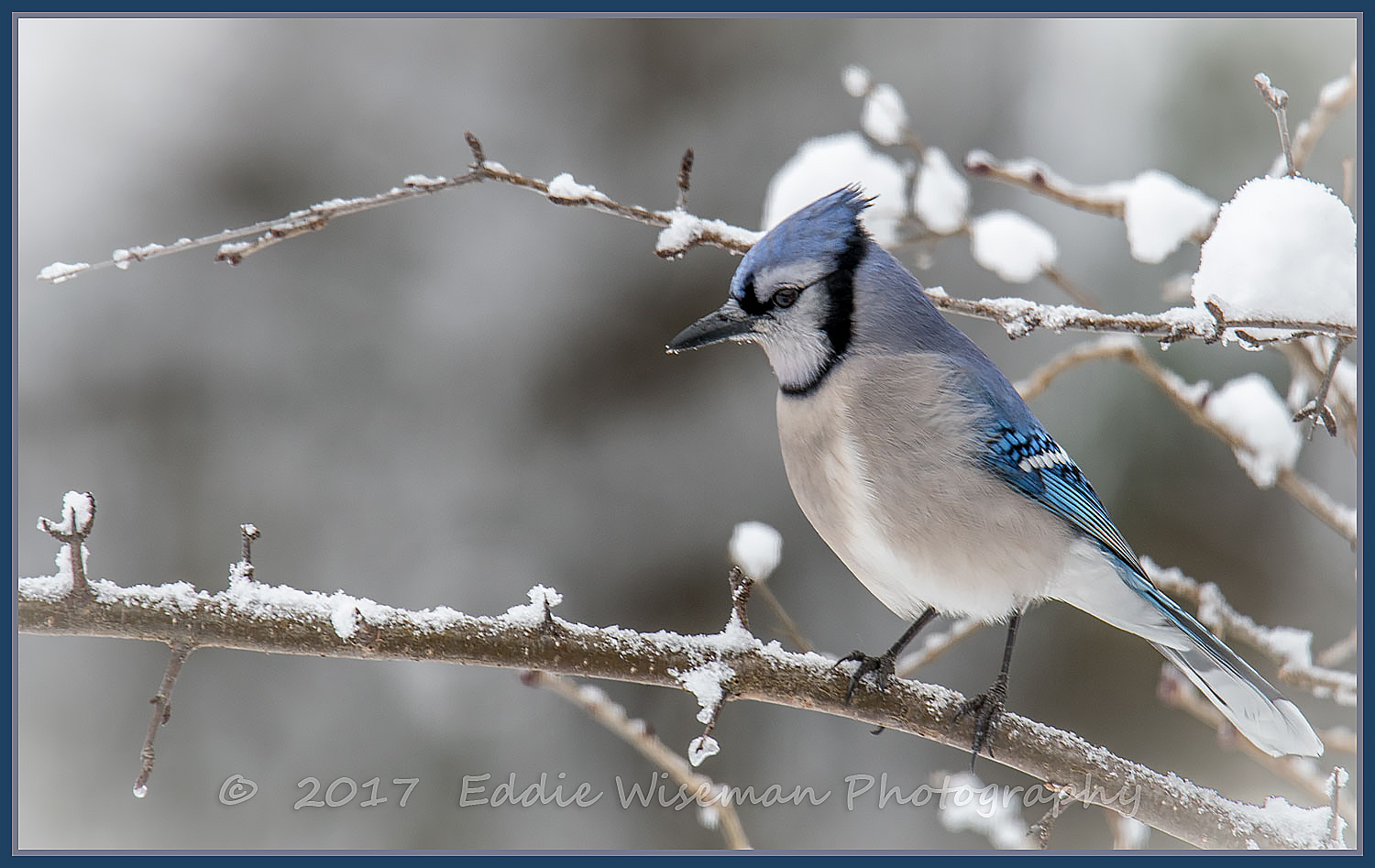 AMERICAN BLUEJAY Andover, MA 2017
