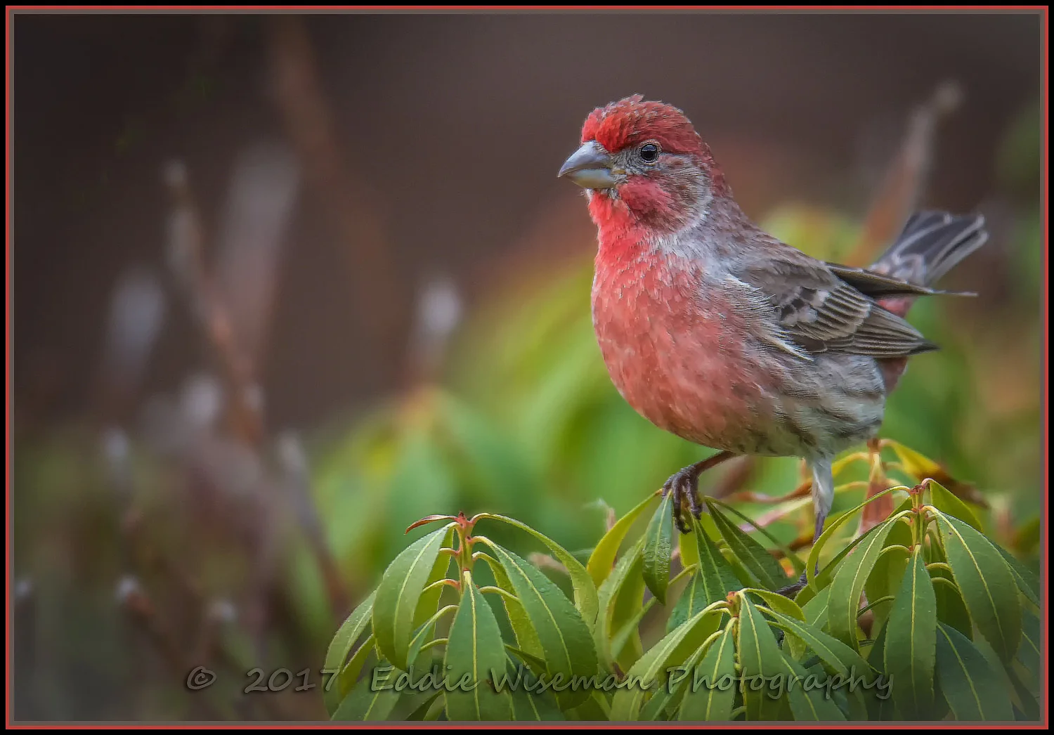 HOUSE FINCH (male) 2017 Andover, MA