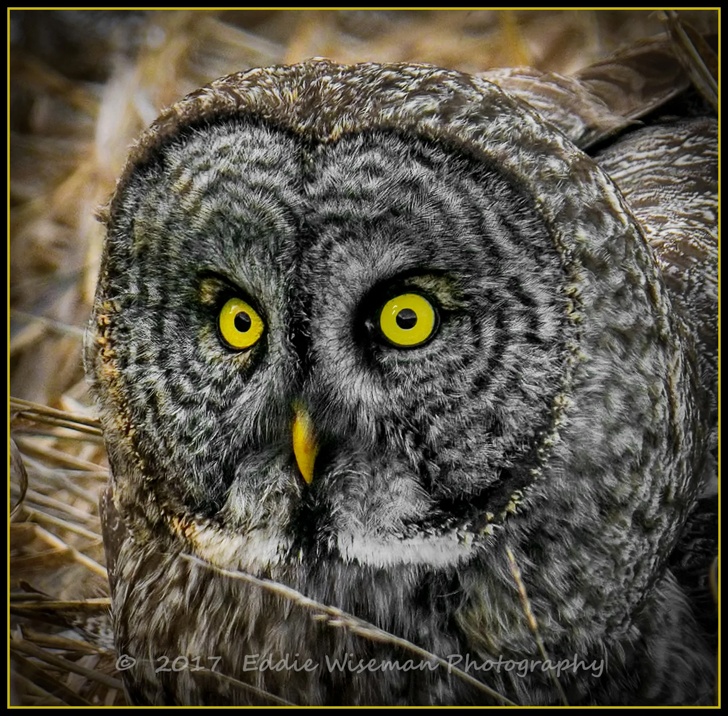 GREAT GRAY OWL 3/9/17 Newport NH #5