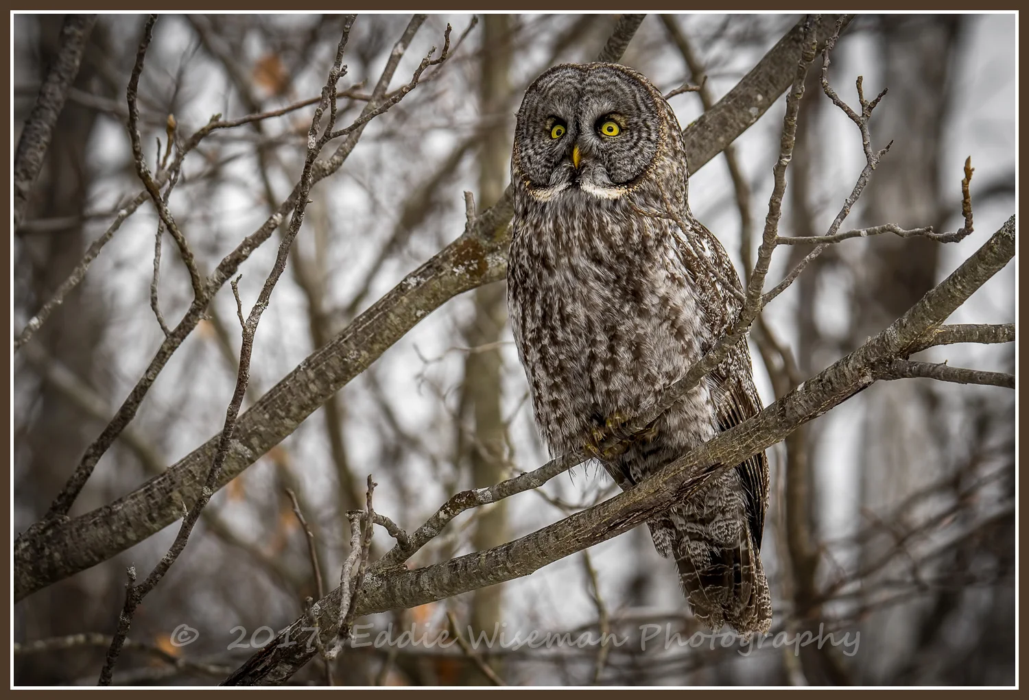 GREAT GRAY OWL 3/9 17 Newport NH #8
