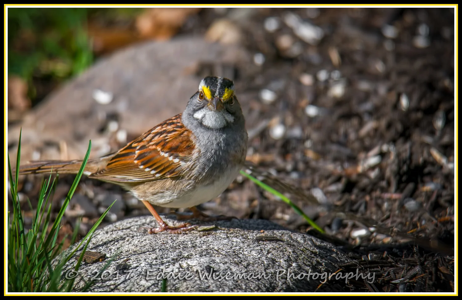 White-Throated Sparrow, Andover, MA 5/17