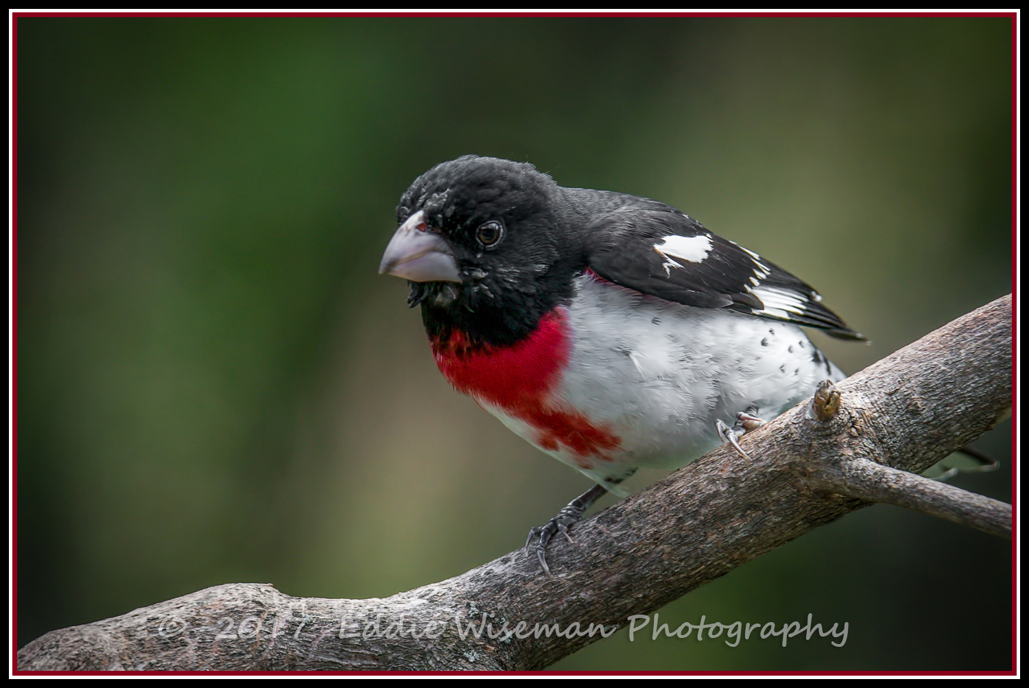 ROSE-BREASTED GROSSBEAK (male), May 2017