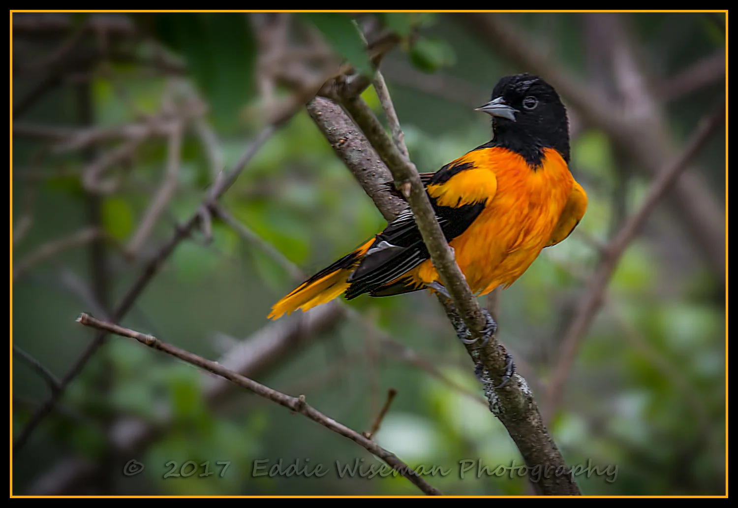 BALTIMORE ORIOLE Andover, MA May 2017