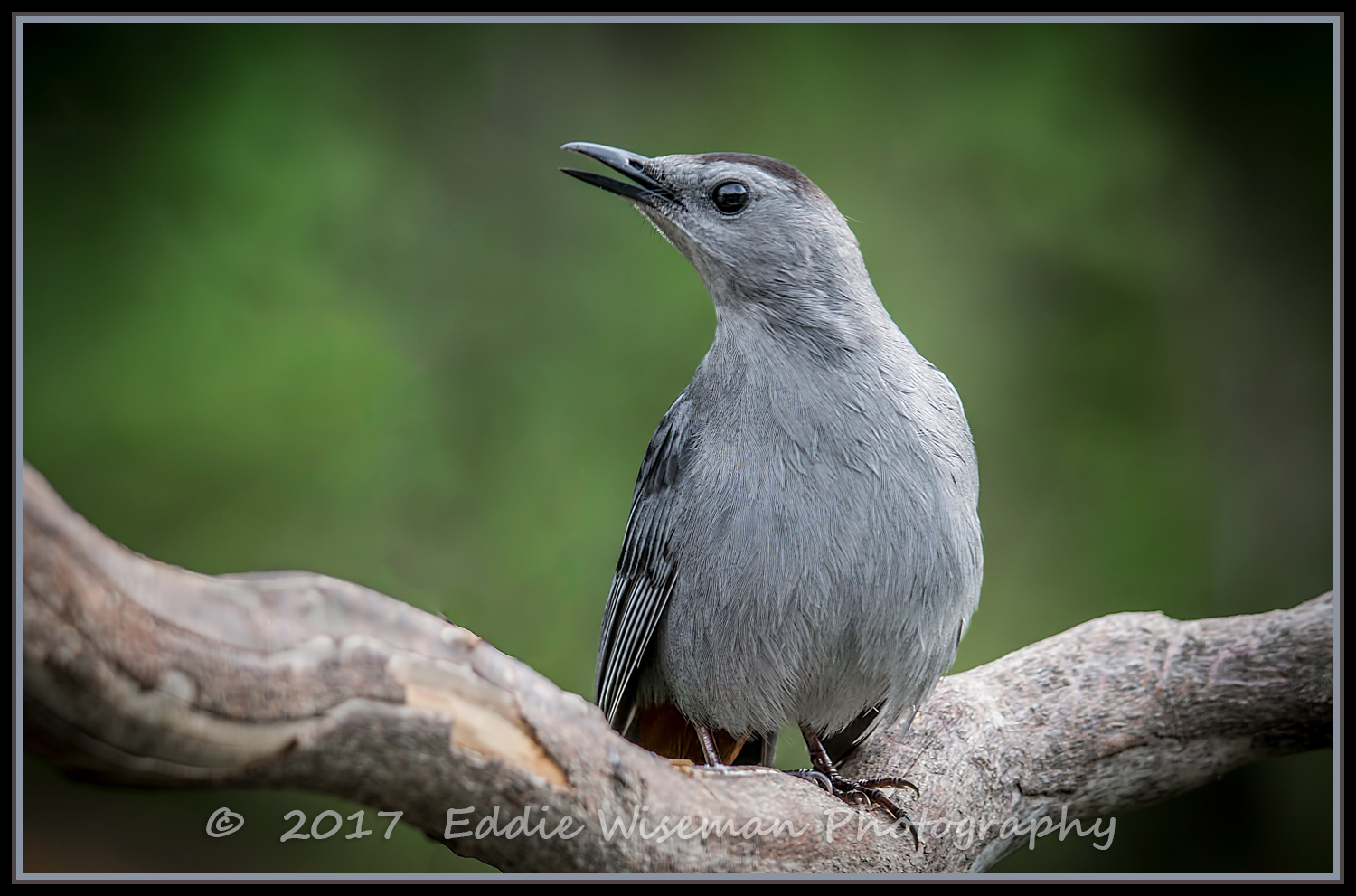 GRAY CATBIRD , Andover MA May 2017