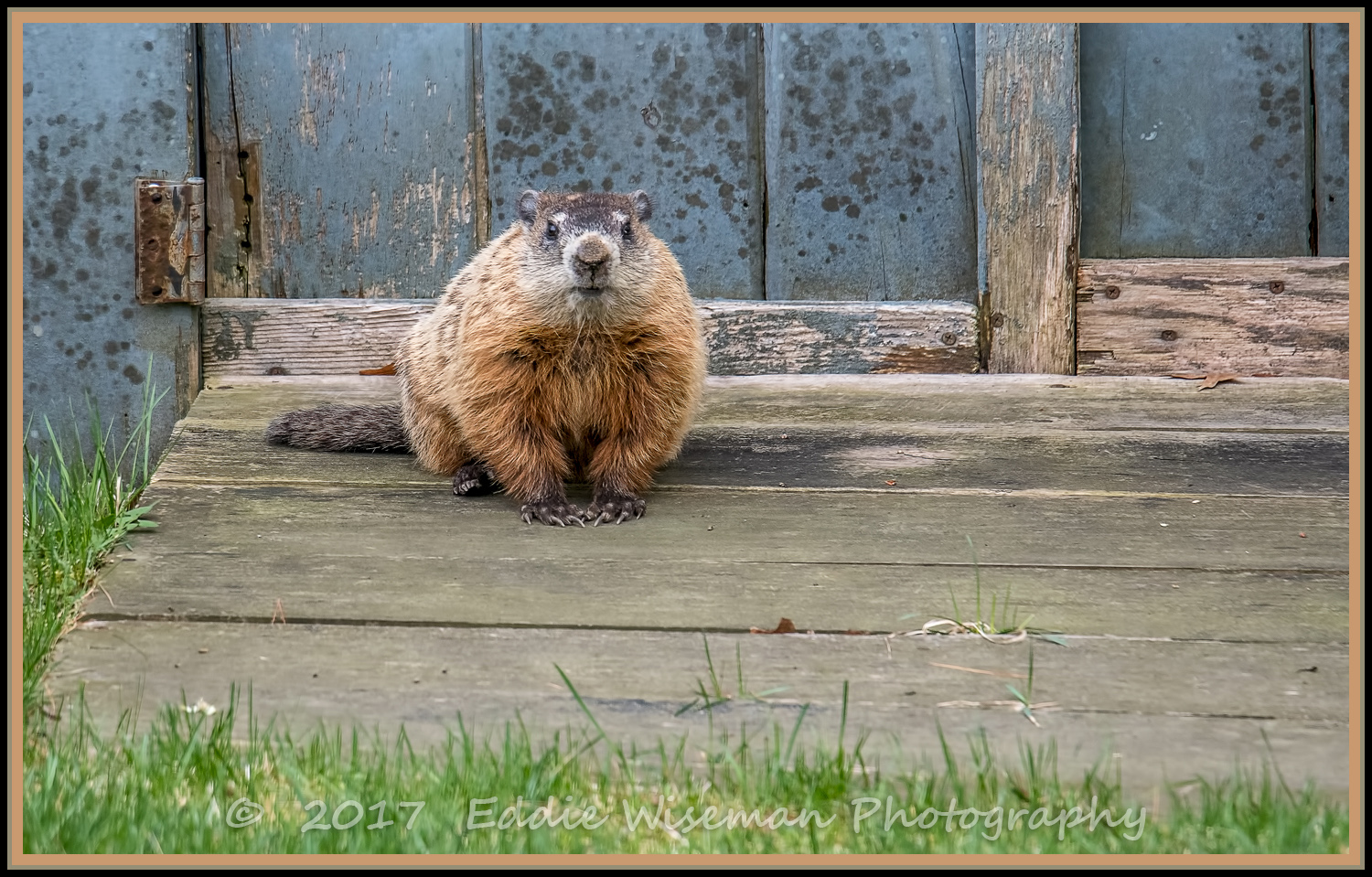 WOODCHUCK, Andover, MA April 2017