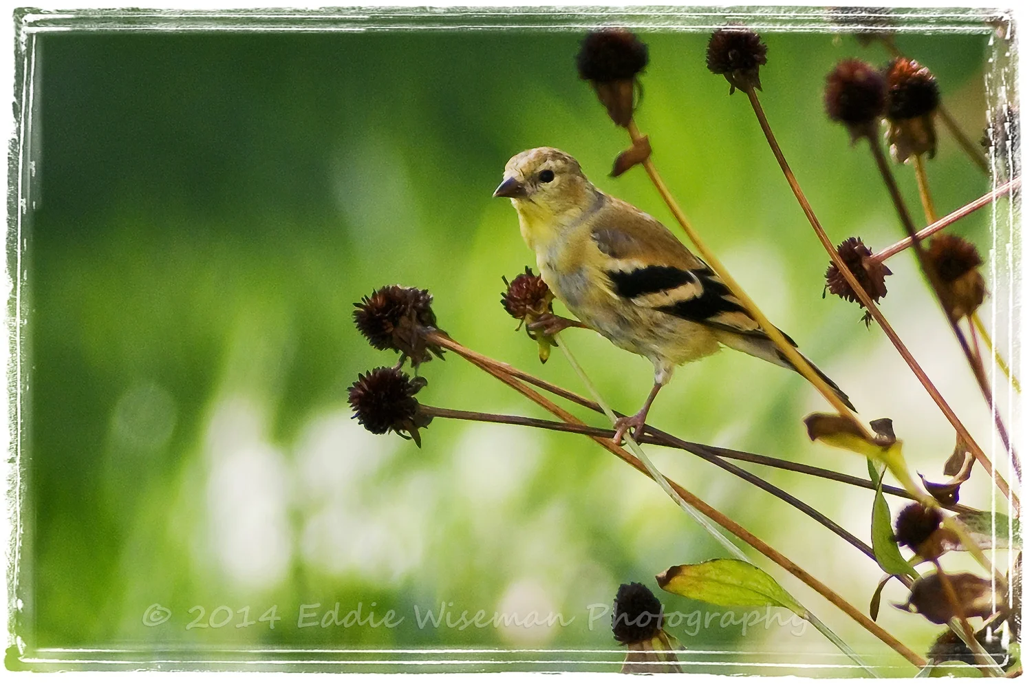 Finch on Thistle