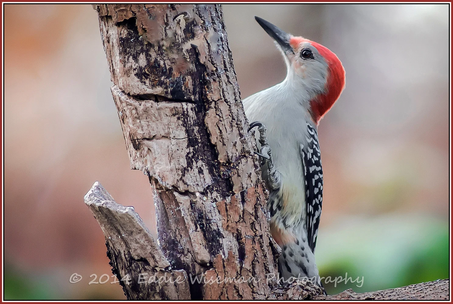 Red-Bellied Woodpecker #2