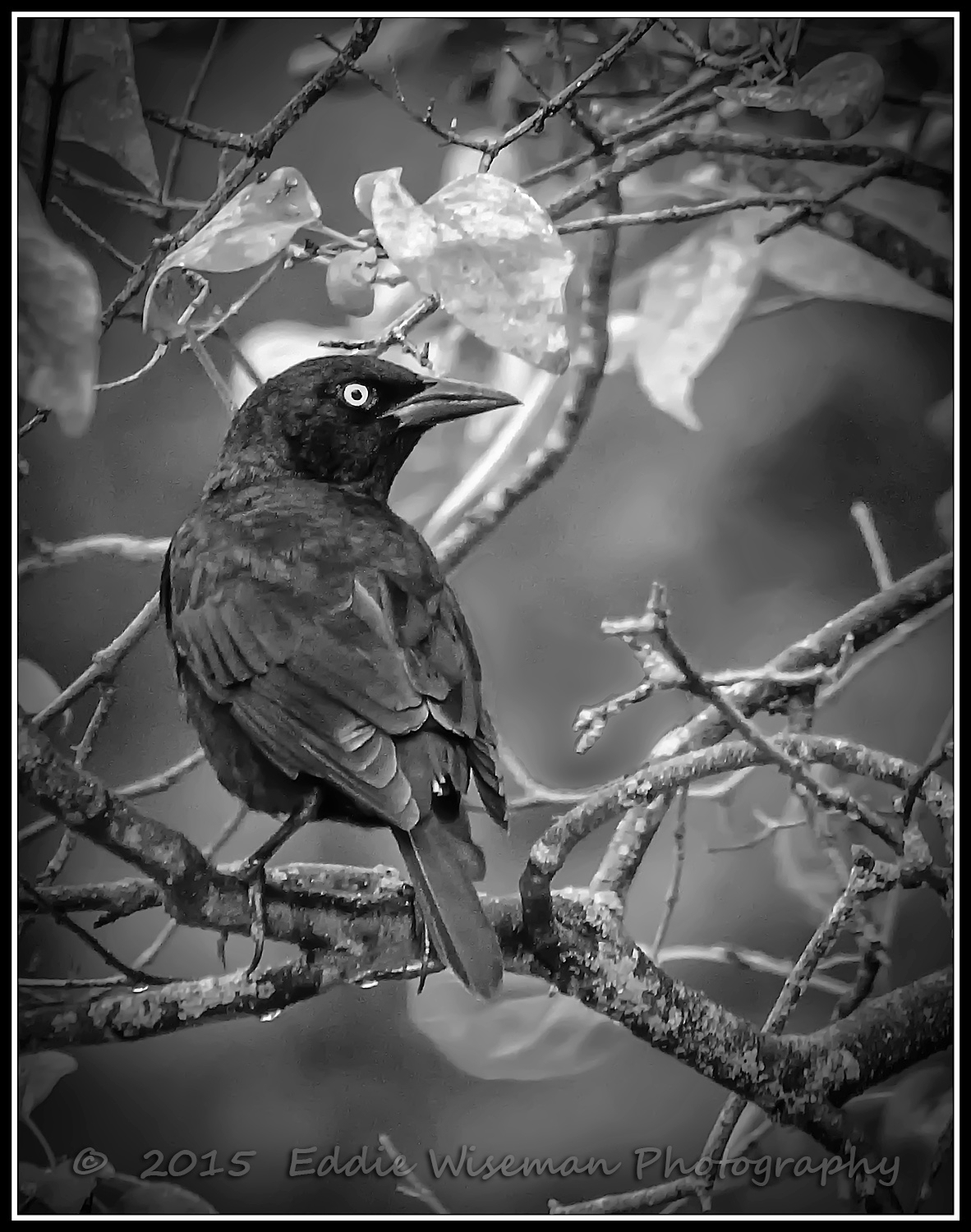 Common Grackle, Andover MA in Monochrome Black and White 2015