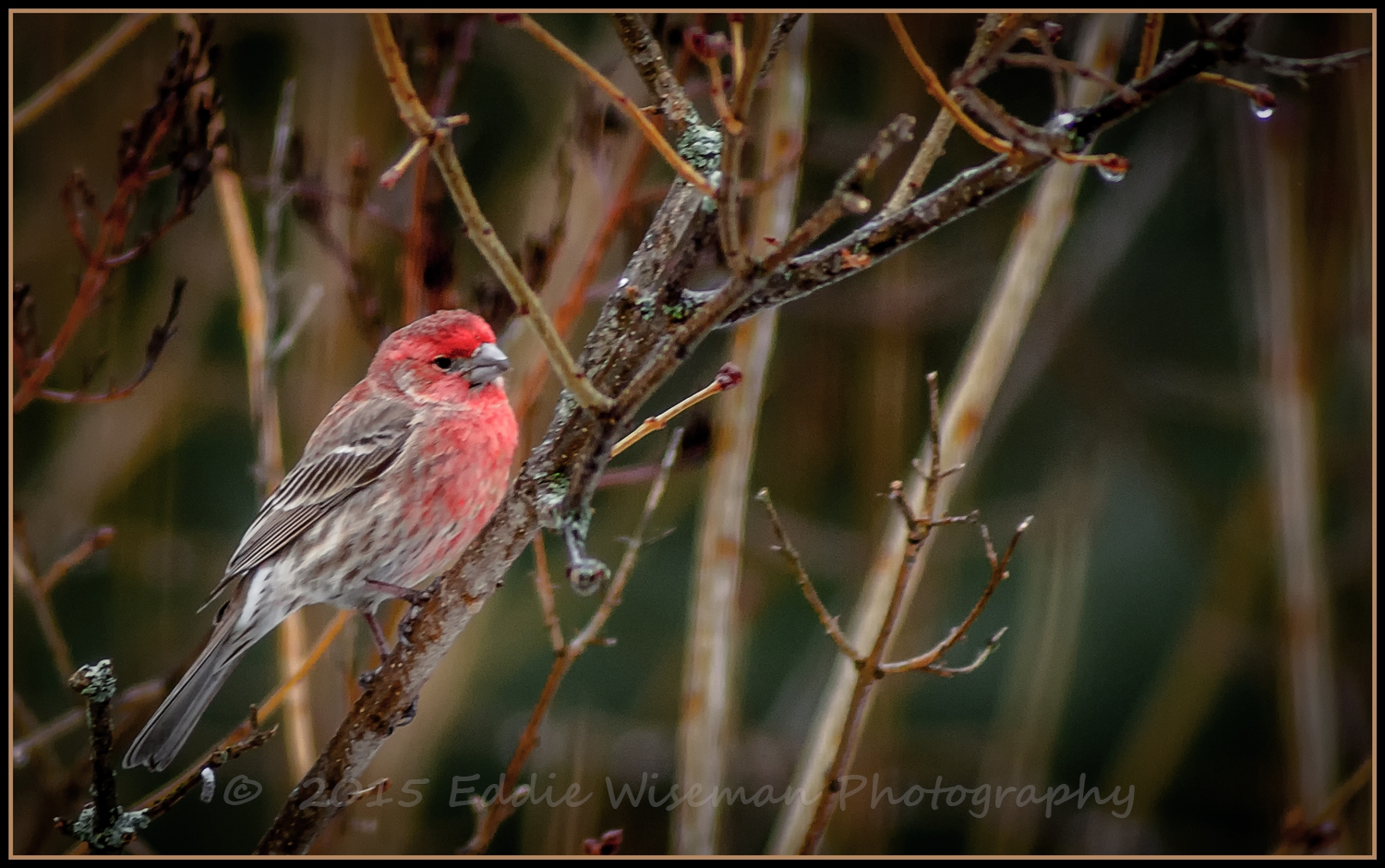 Male House Finch After a Rain Andover, MA