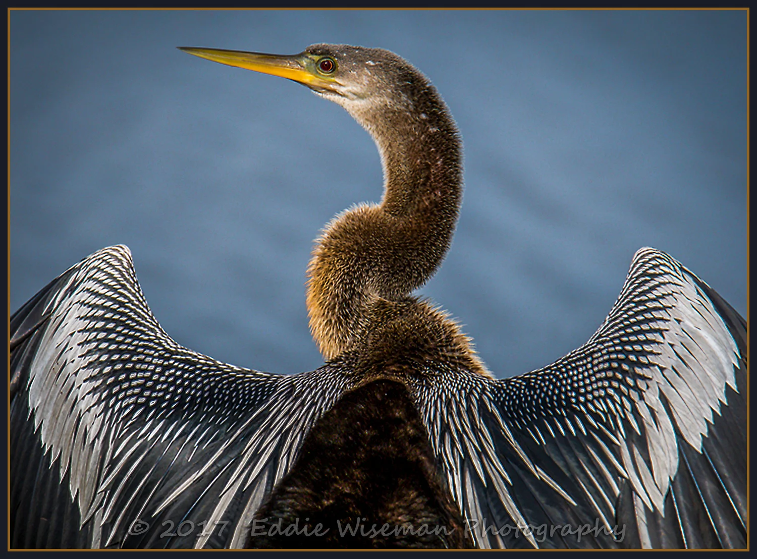 AMERICAN ANHINGA - Detail, Trinity FL 12/17