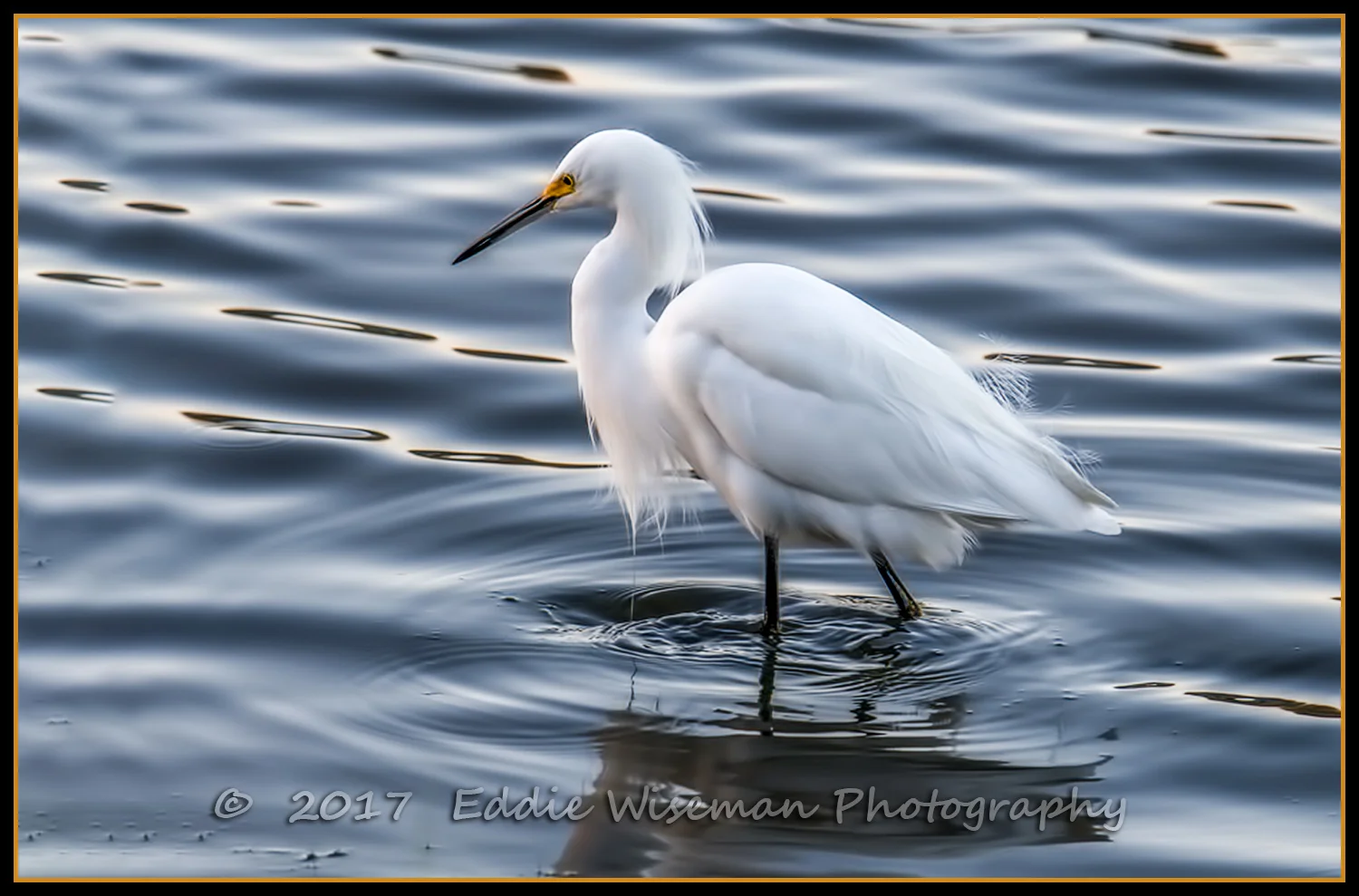 SNOWY EGRET wading 2017, Trinity FL