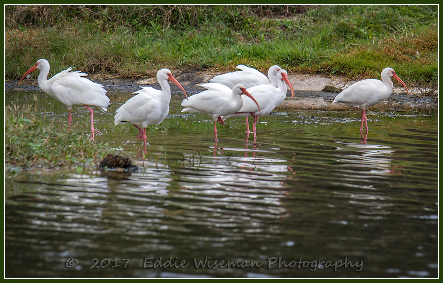 WHITE IBIS Flock at rest, Trinity FL, 2017