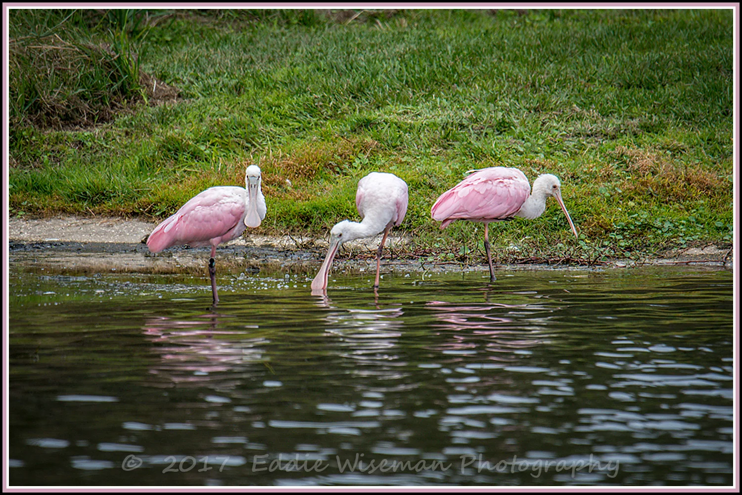 TRIO of ROSEATE SPOONBILLS Trinity FL, 2017