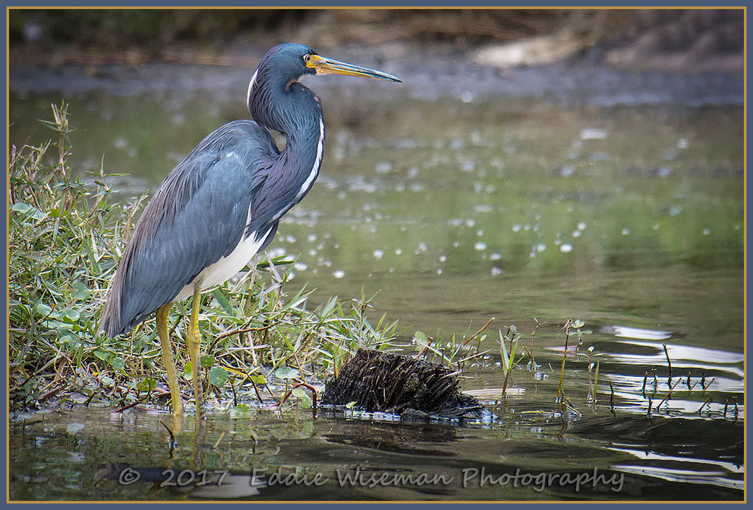 TRI-COLOR HERON Trinity FL, 2017