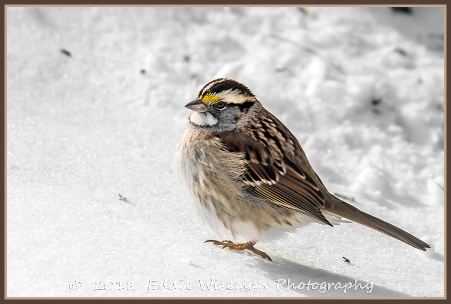 WHITE BREASTED SPARROW in snow 2018, Andover, MA