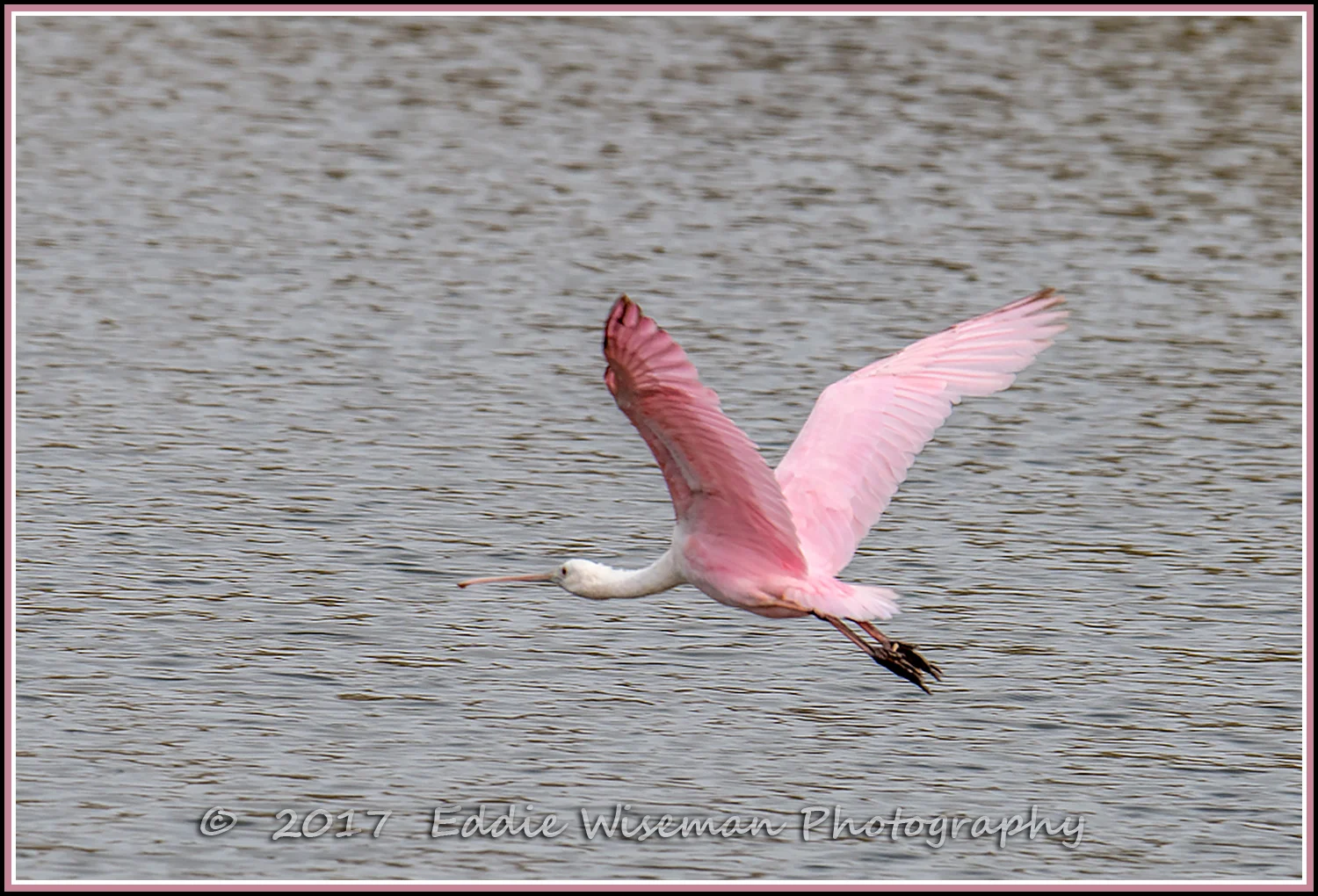ROSEATE SPOONBILL Flying Solo, Trinity FL 2017