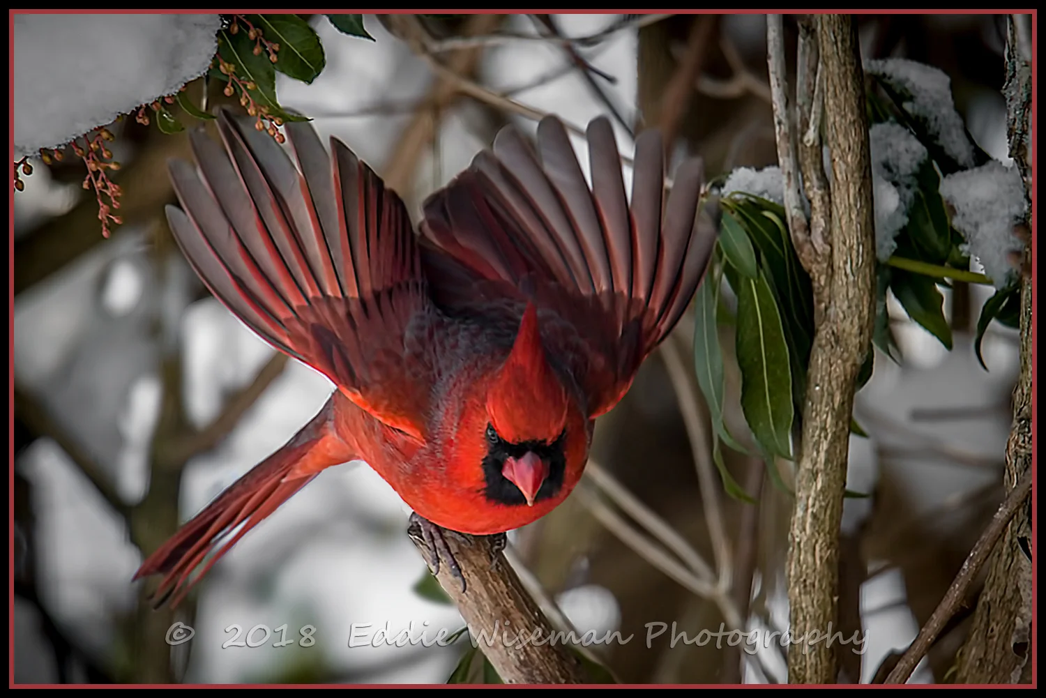 NORTHERN CARDINAL (male) 2018, in motion; Andover, MA