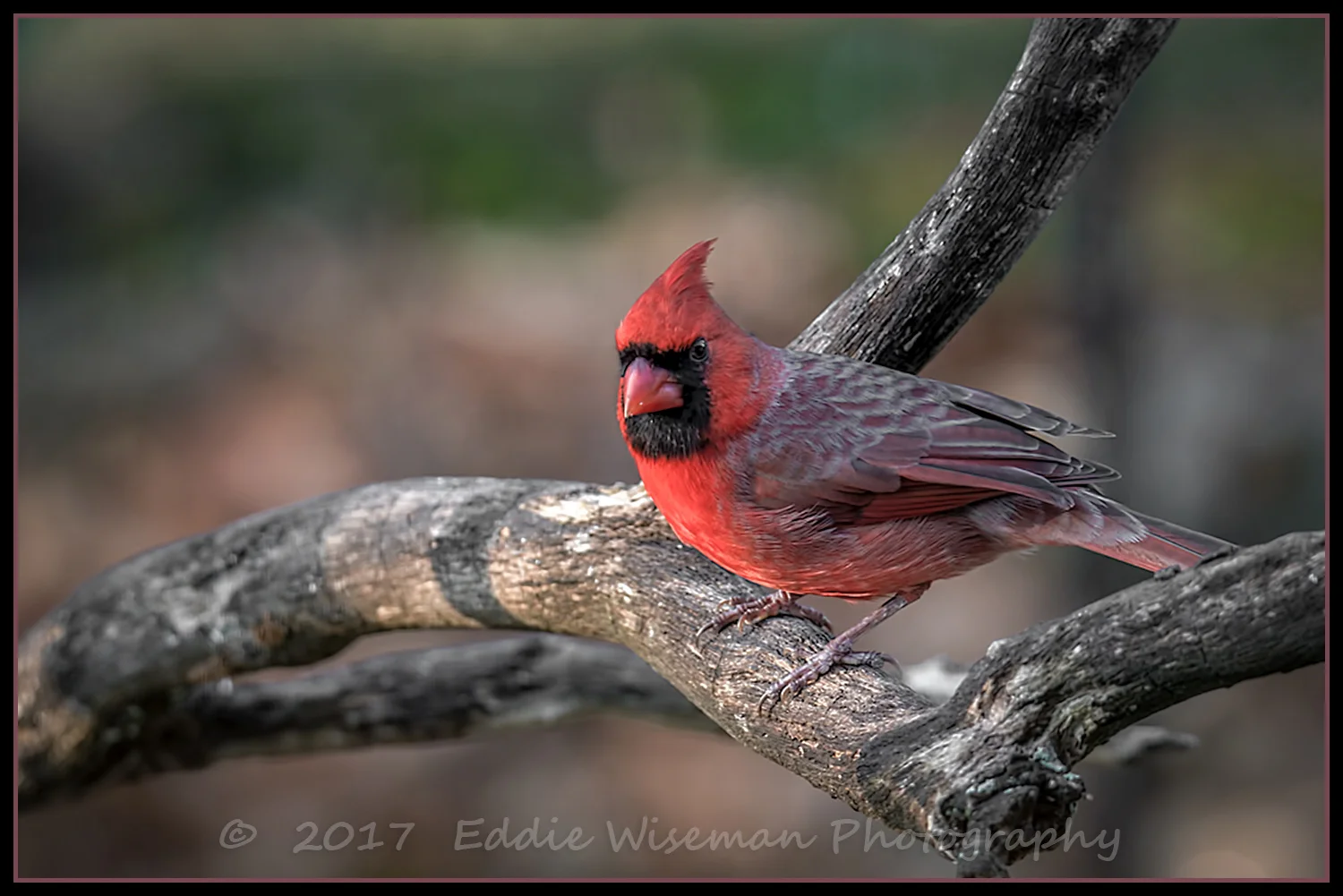 Northern Cardinal (male) 2017. Andover, MA