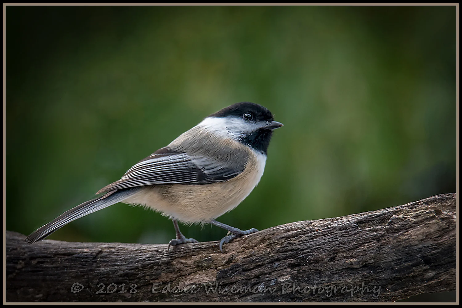 Black-Capped Chickadee, Andover, MA 2018