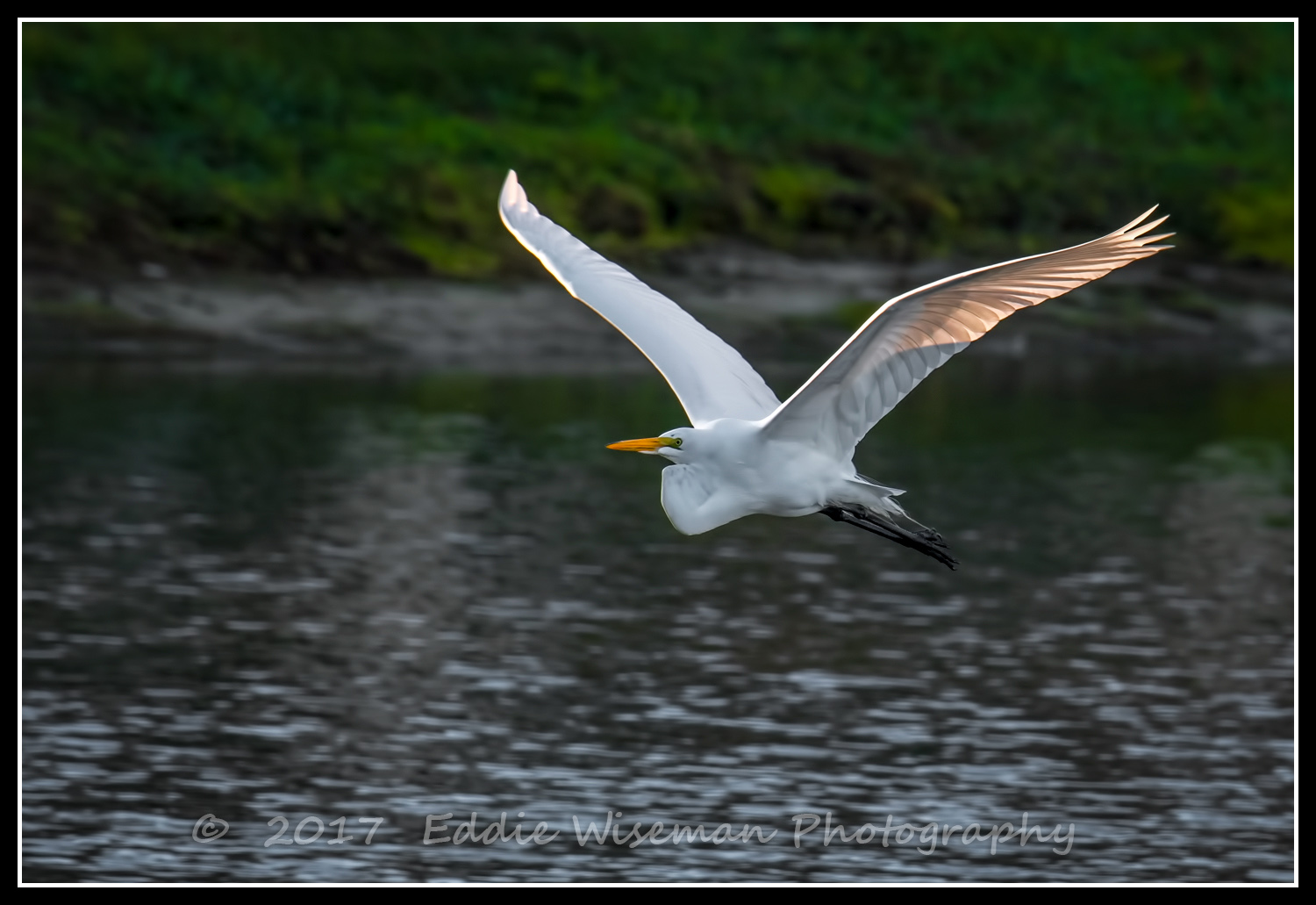 SNOWY EGRET in FLIGHT, Trinity FL, 2017
