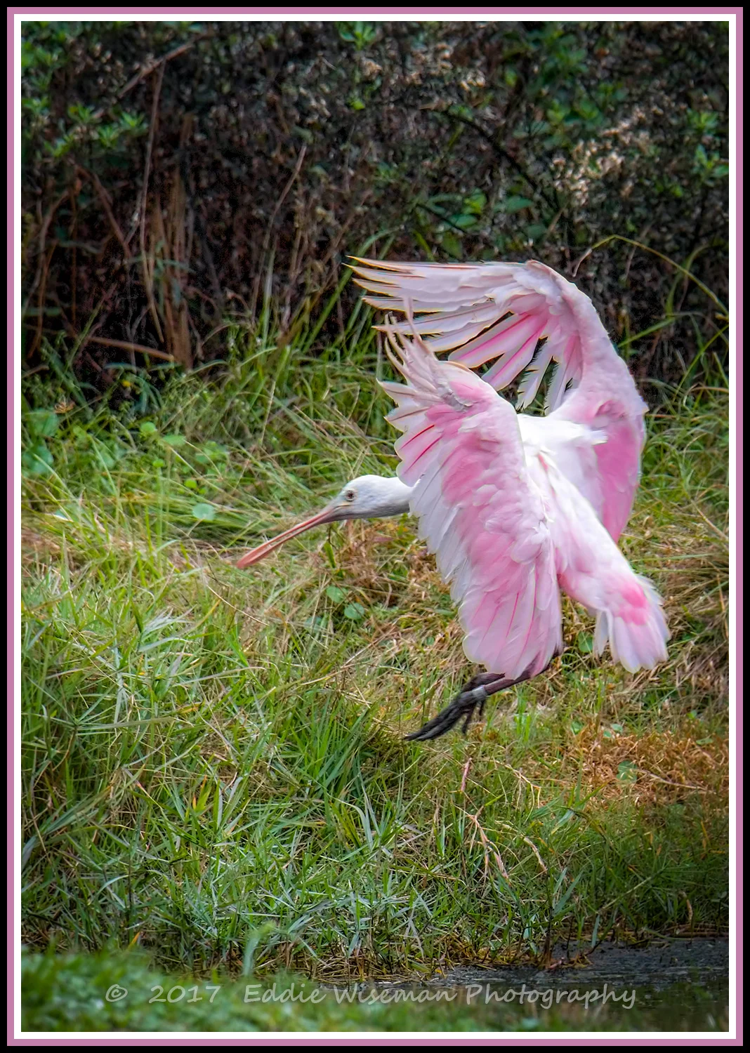 ROSEATE SPOONBILL (landing) 2017, Trinity FL