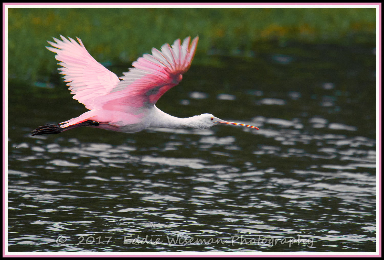 ROSEATE SPOONBILL in FLIGHT, Trinity FL 2017