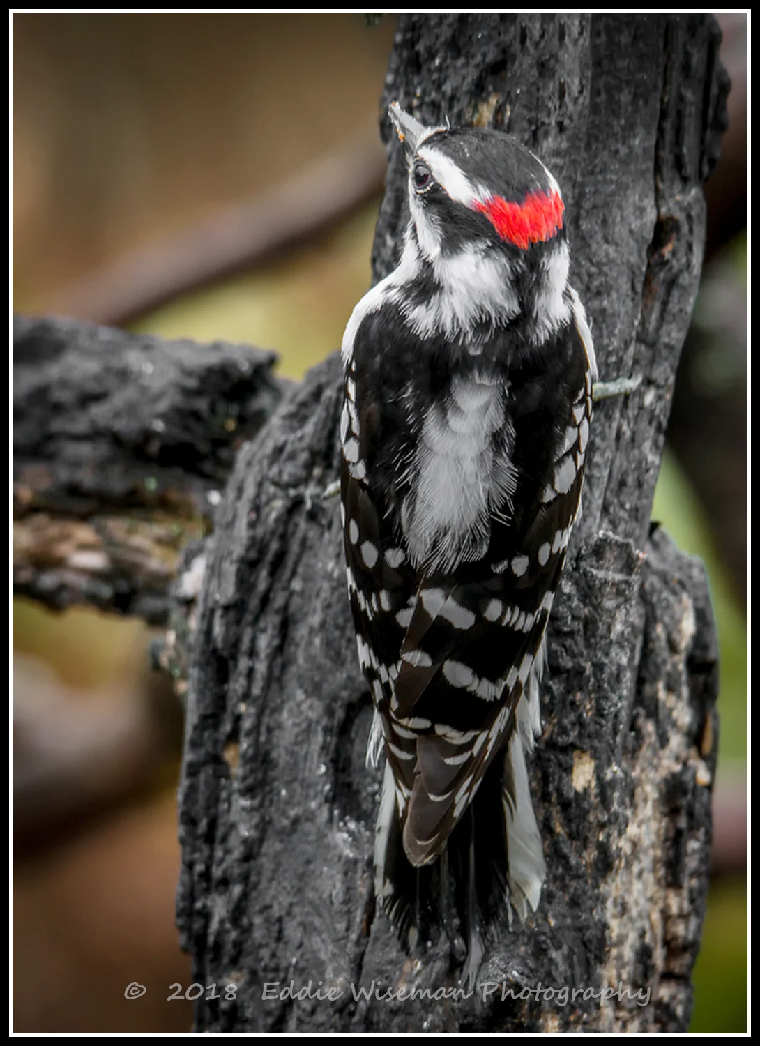 HAIRY WOODPECKER (male) 2018, Andover, MA