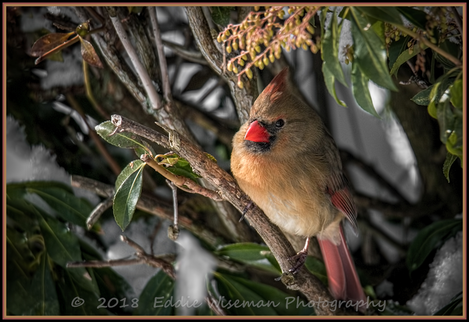 NORTHERN CARDINAL (female), Andover, MA 2018