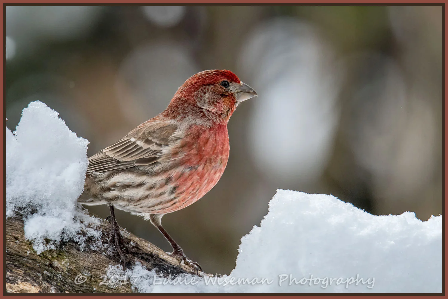 HOUSEFINCH (male) after a snowstorm, 2018, Andover, MA