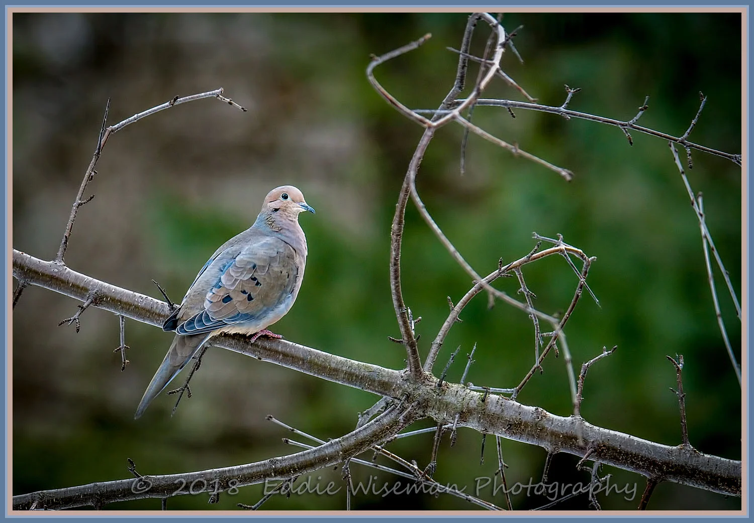 MOURNING DOVE on a branch, Andover, MA 2018