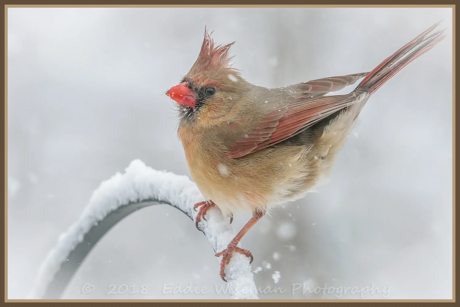 Northern Cardinal (female) 2017. Andover, MA