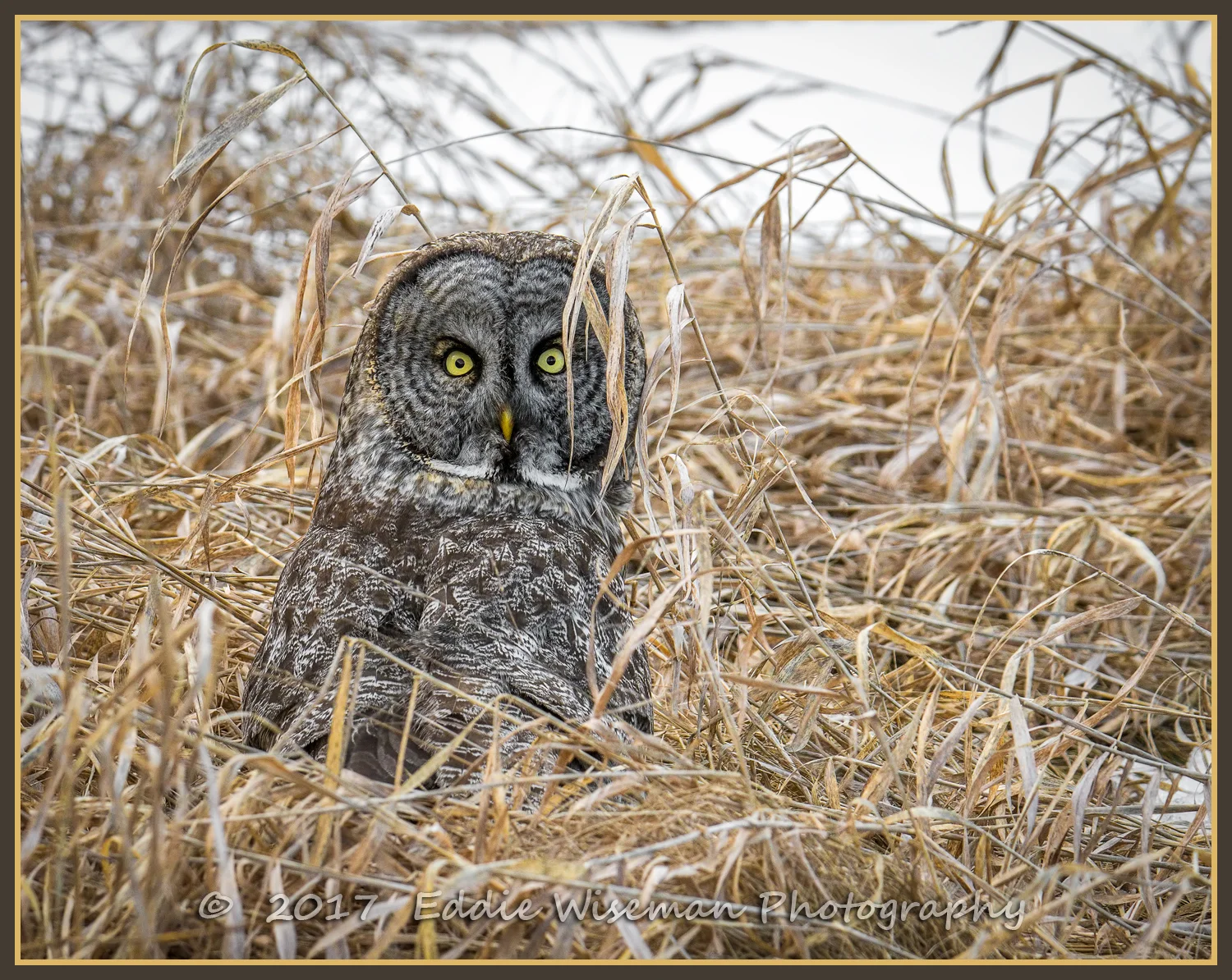 GREAT GRAY OWL 3 9 17, Newport NH