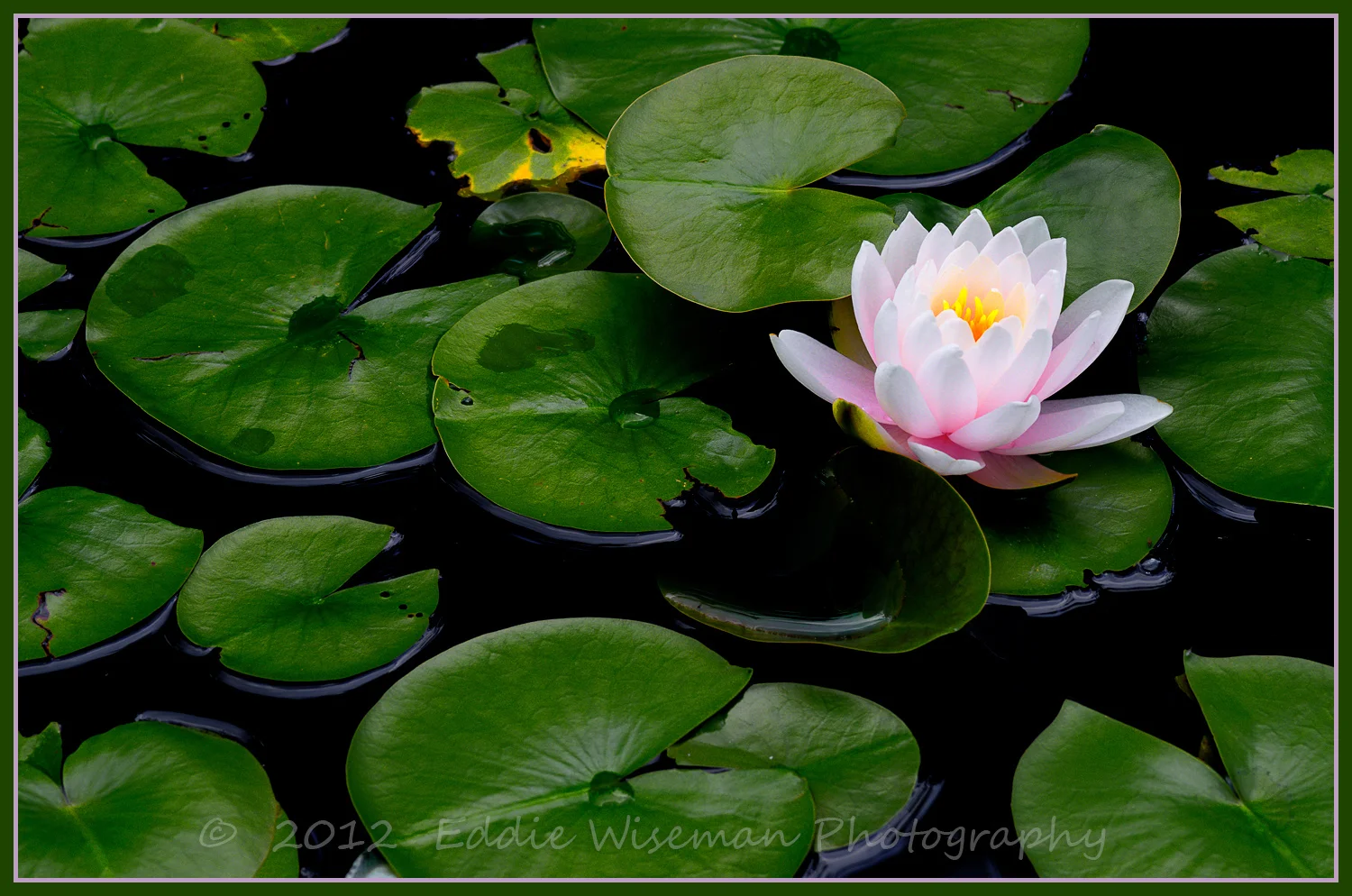 "Lotus Blossom", Stevens-Coolidge Estate, N. Andover,MA