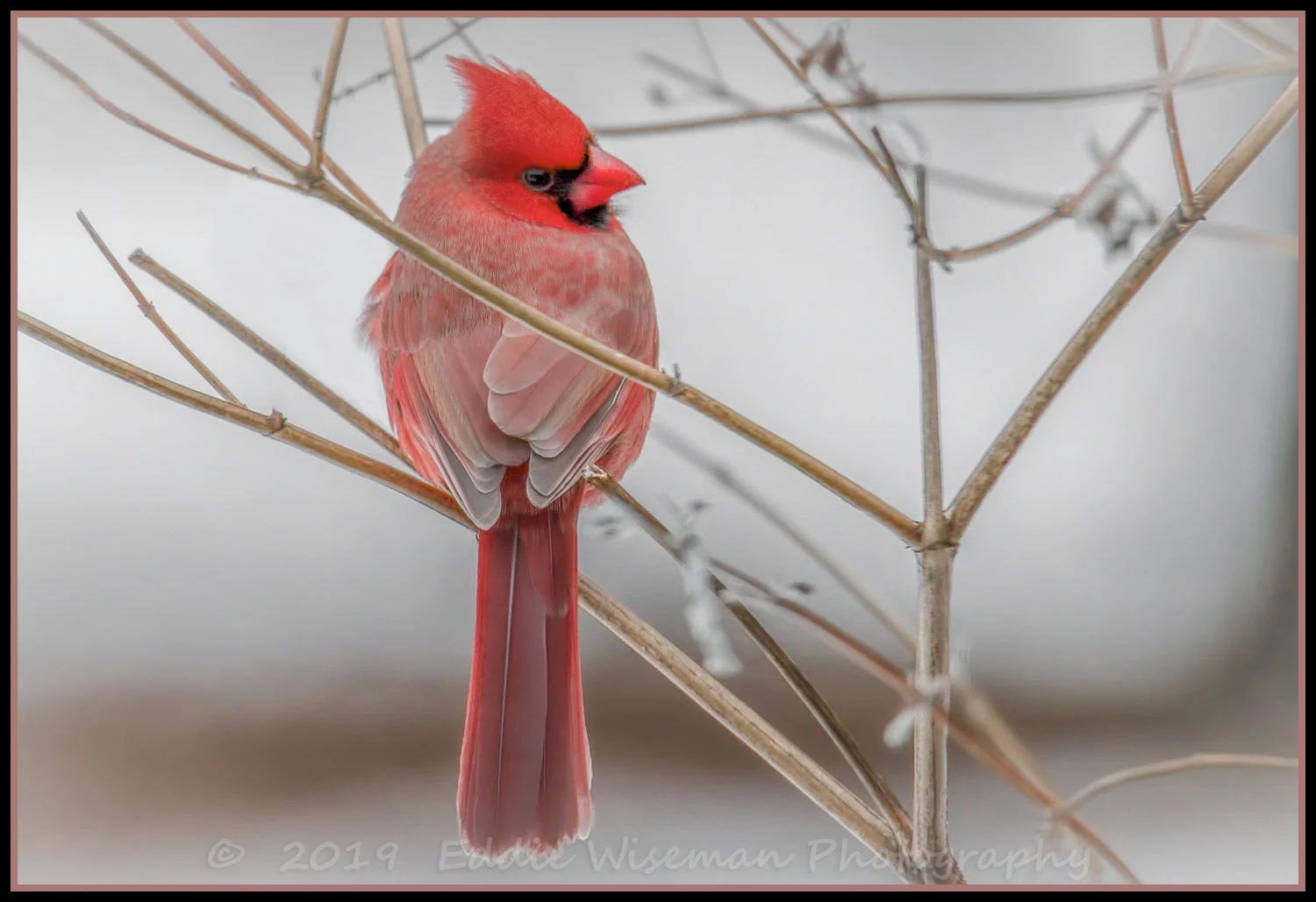 Male NORTHERN CARDINAL , Awaiting a Snowstorm 3/19