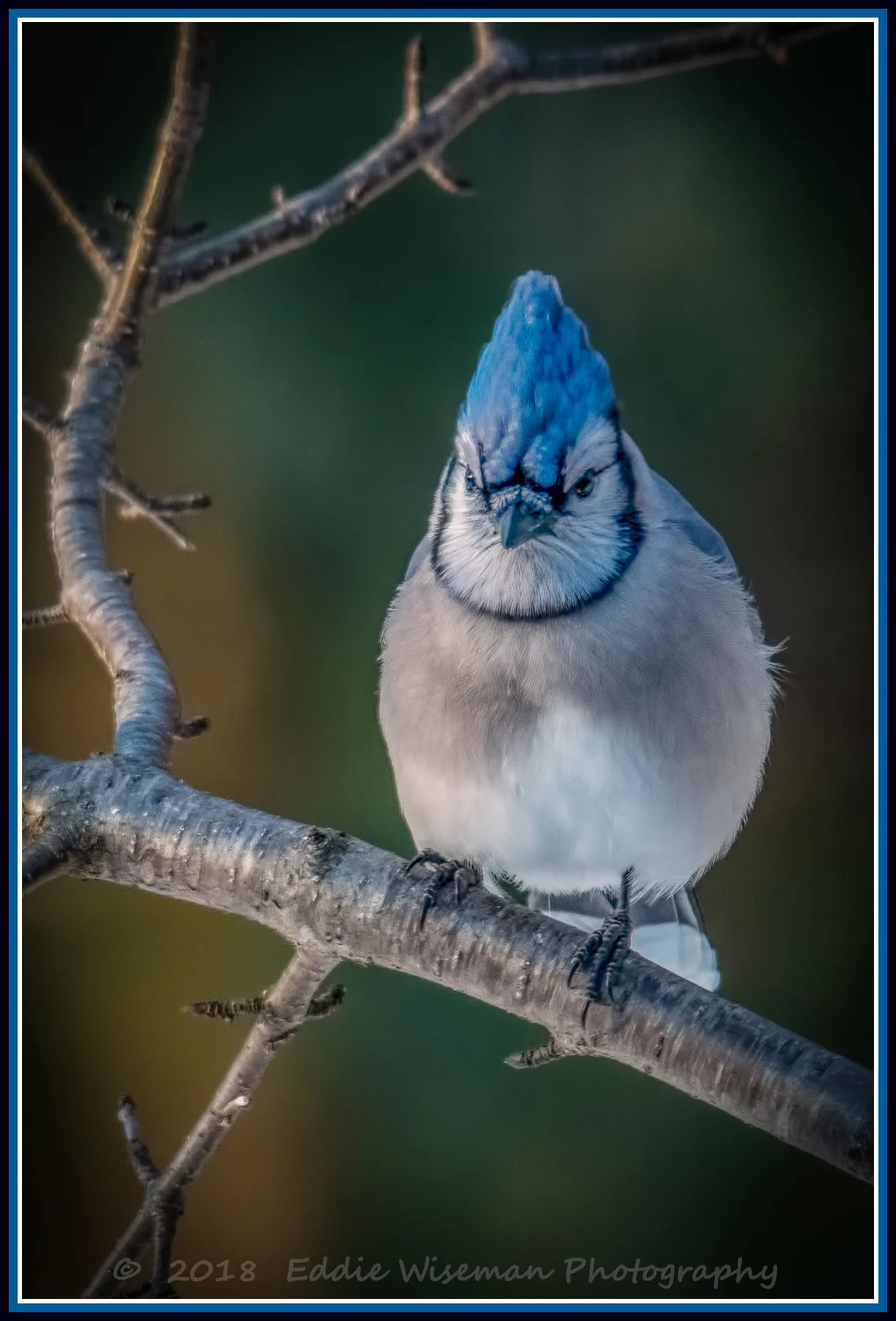 EASTERN BLUE-JAY on a Branch 2/19