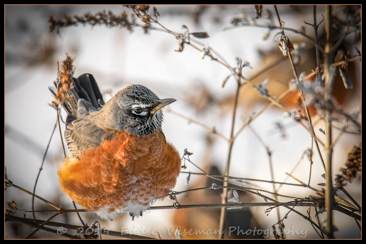 AMERICAN ROBIN Keeping Warm 2/19