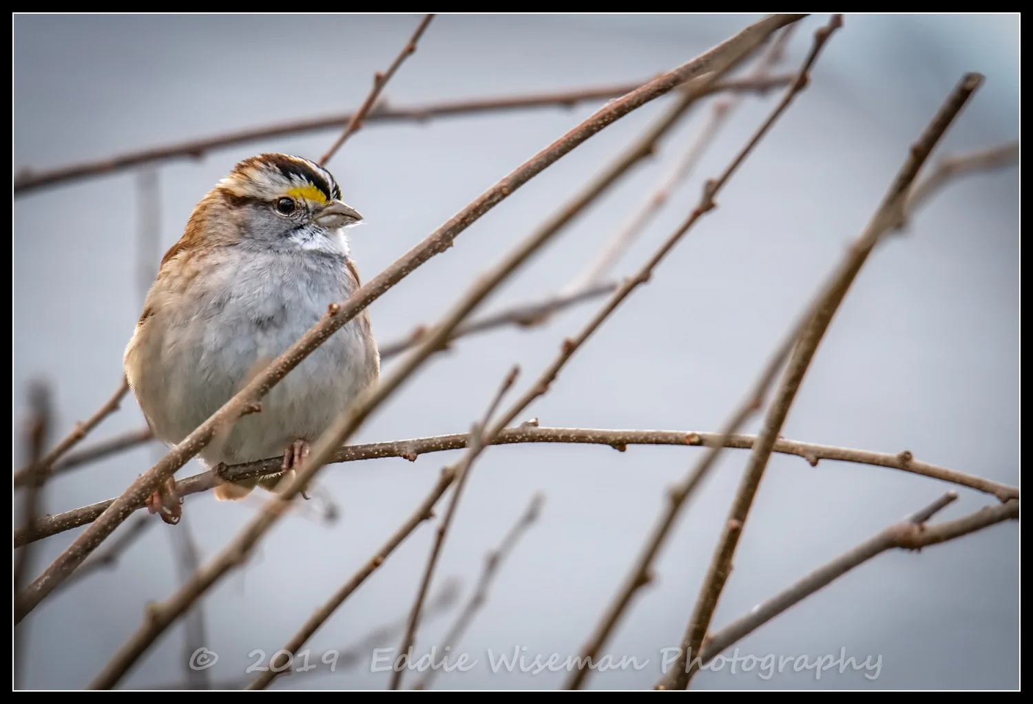 WHITE THROATED SPARROW on Reeds 2/19